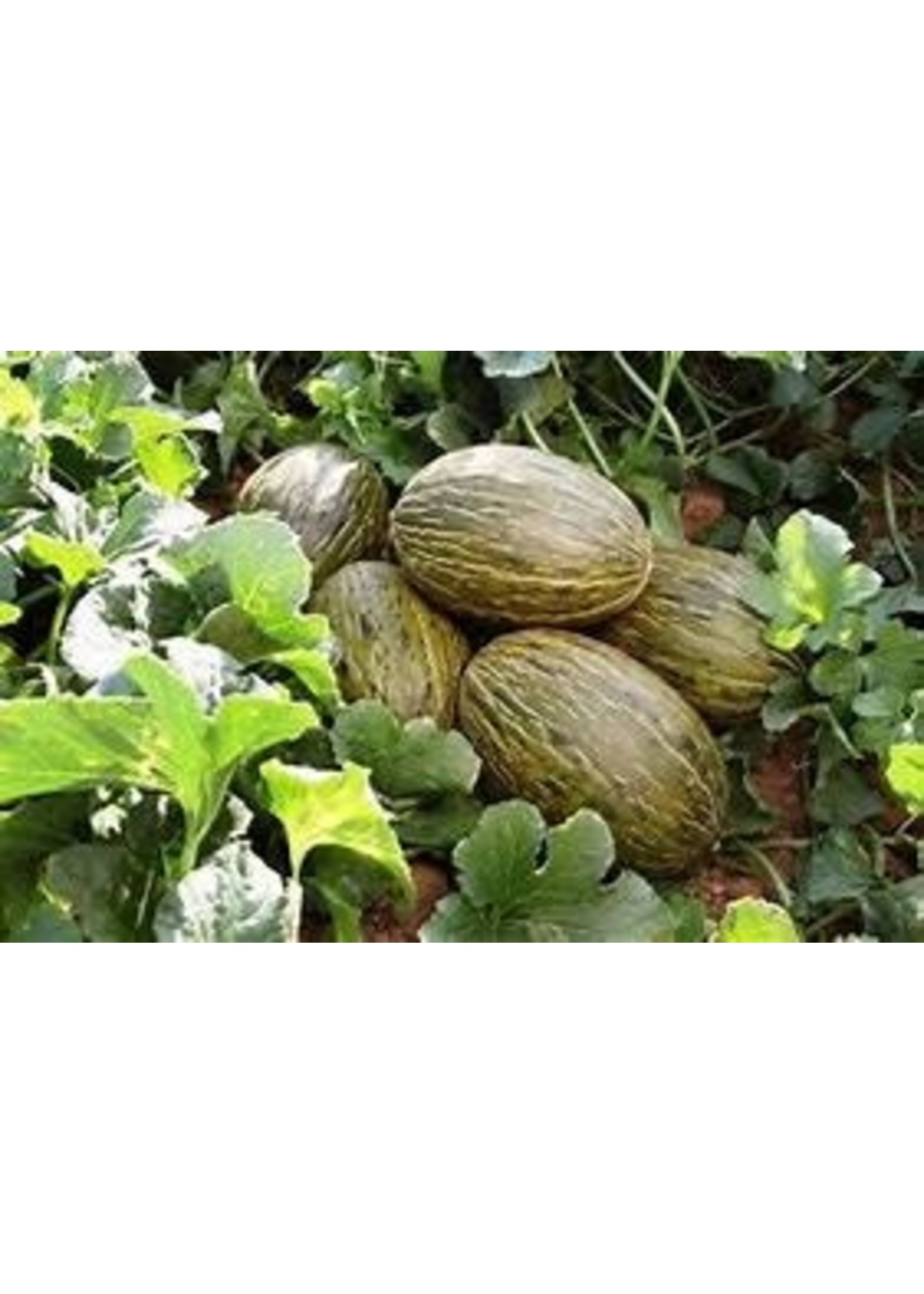 Heirloom Seeds(BIRRI) Melons – Piel de Sapo