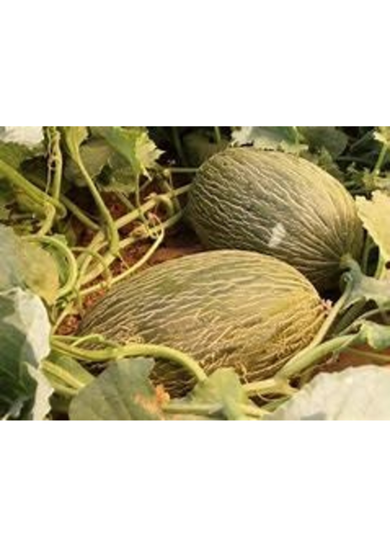 Heirloom Seeds(BIRRI) Melons – Piel de Sapo