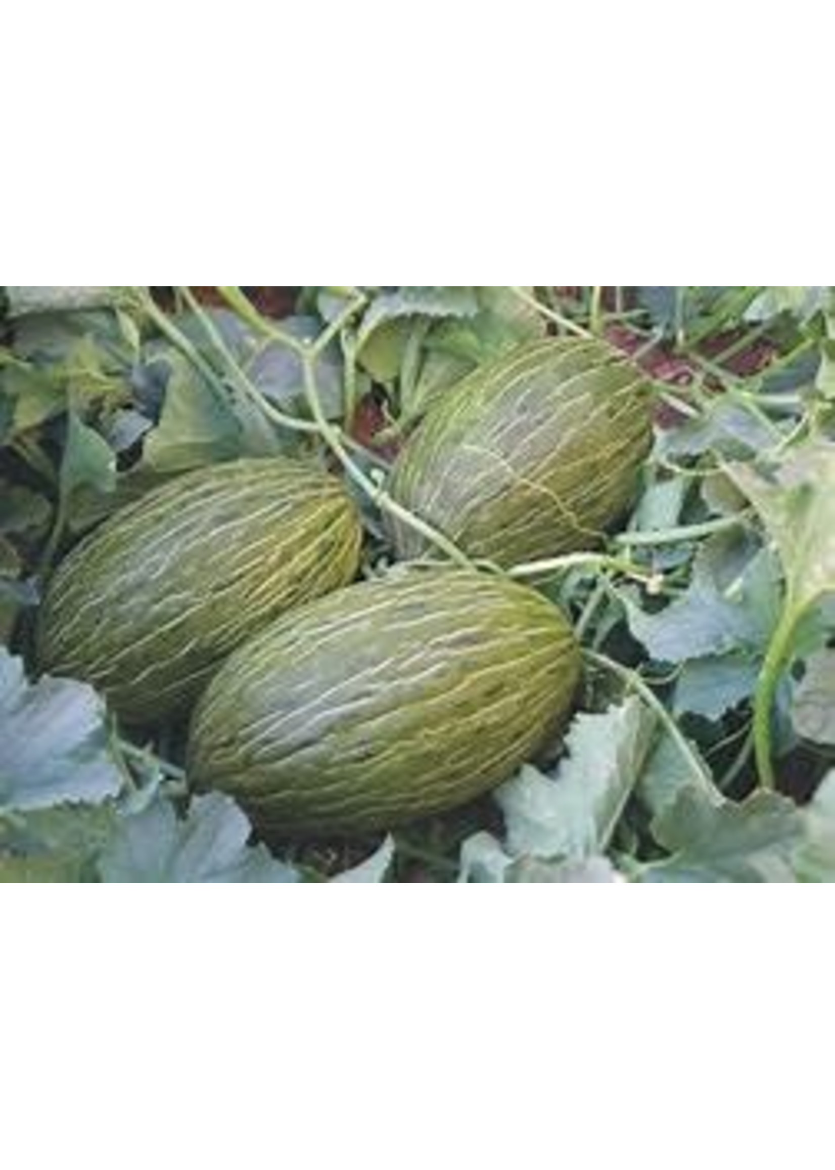 Heirloom Seeds(BIRRI) Melons – Piel de Sapo