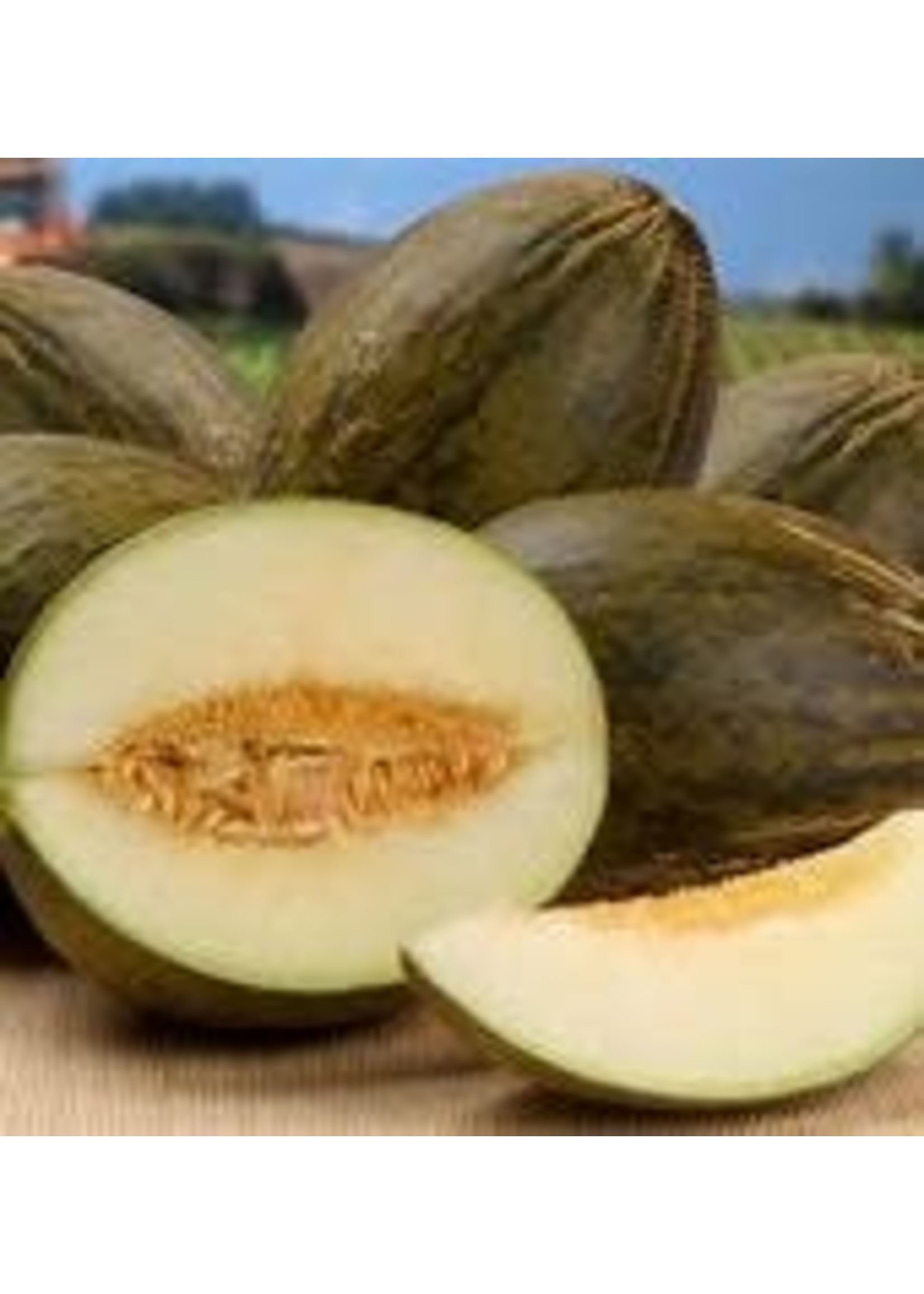 Heirloom Seeds(BIRRI) Melons – Piel de Sapo