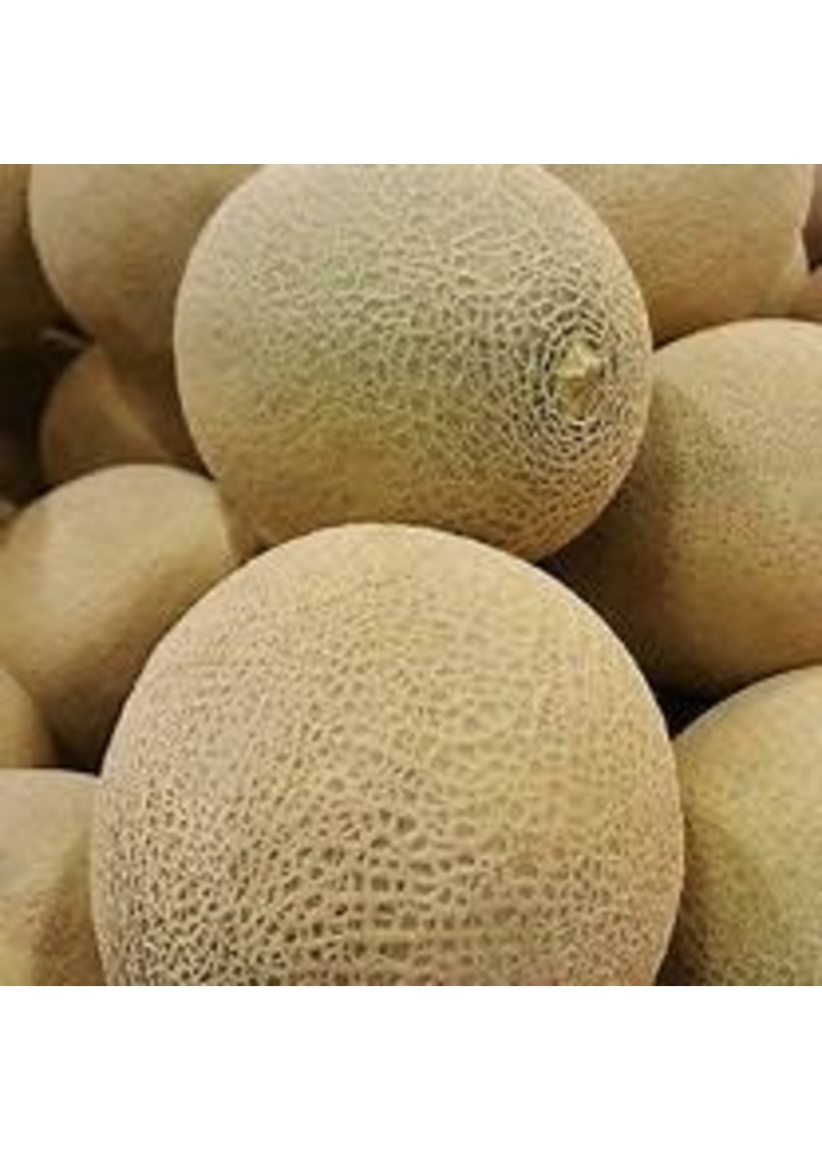 Heirloom Seeds(BIRRI) Cantaloupe Melons – Hale’s Best