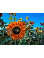 Heirloom Seeds(BIRRI) Sunflowers – Autumn Beauty