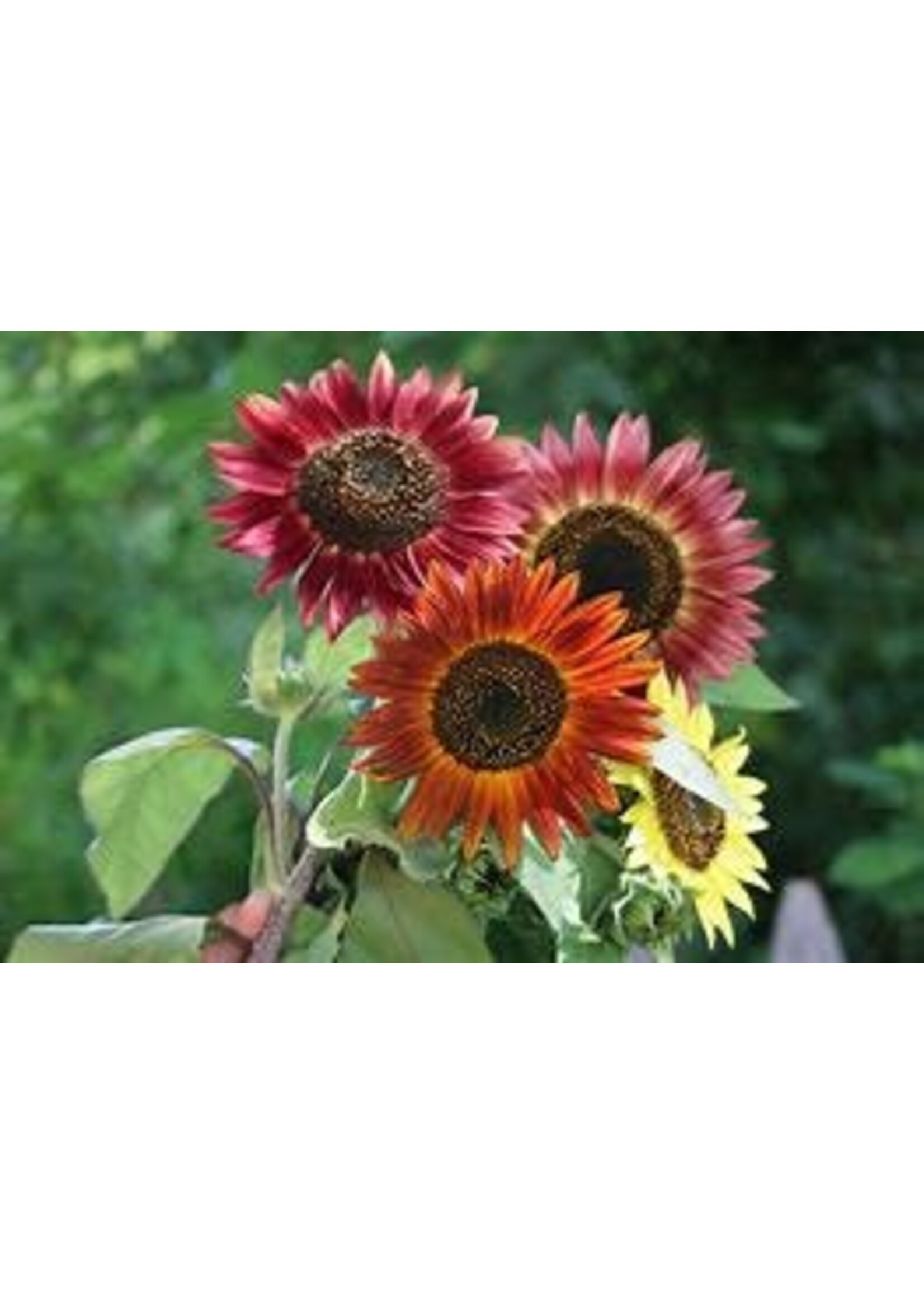 Heirloom Seeds(BIRRI) Sunflowers – Autumn Beauty