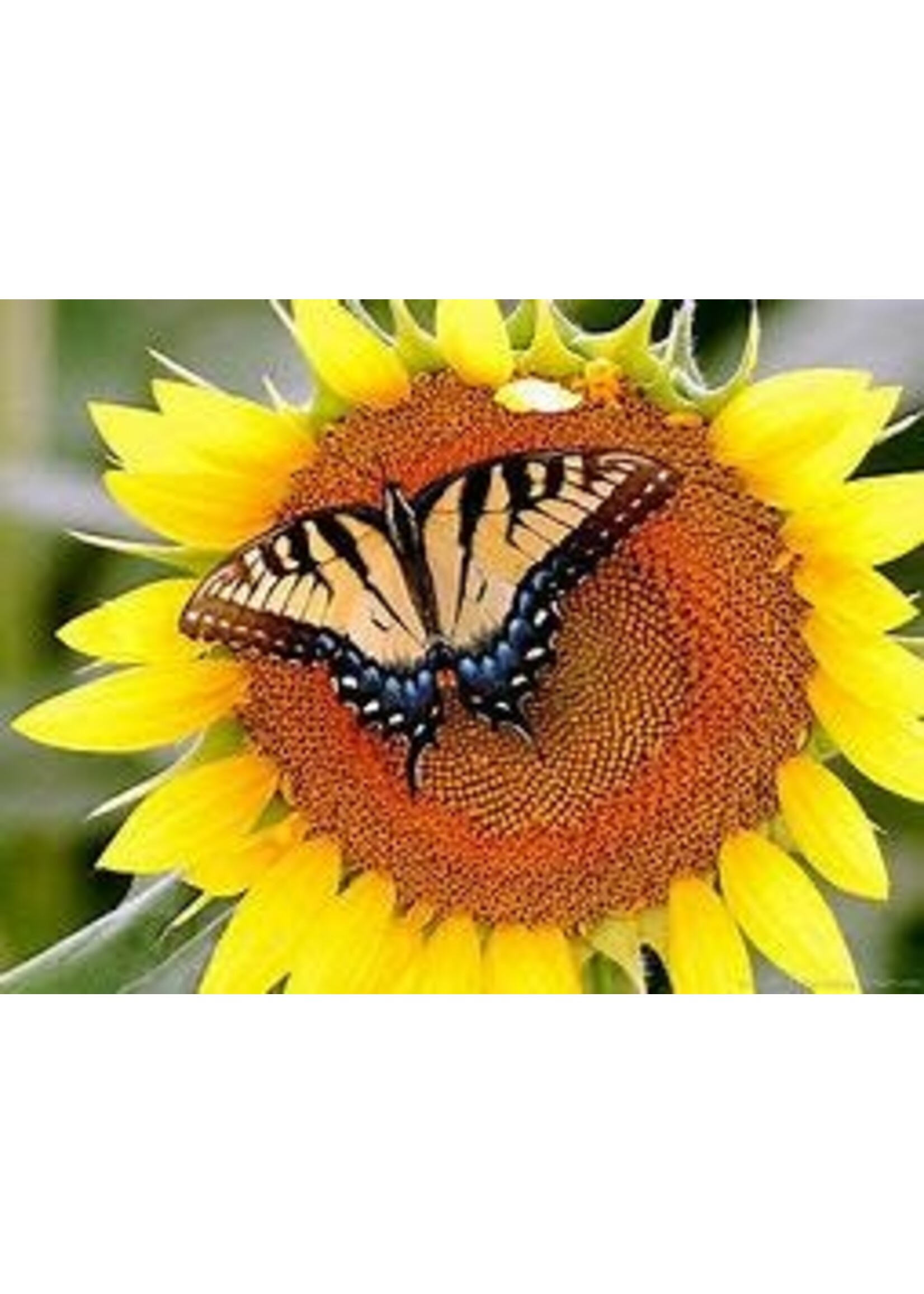 Heirloom Seeds(BIRRI) Sunflowers – Giant Grey Striped (Mammoth)