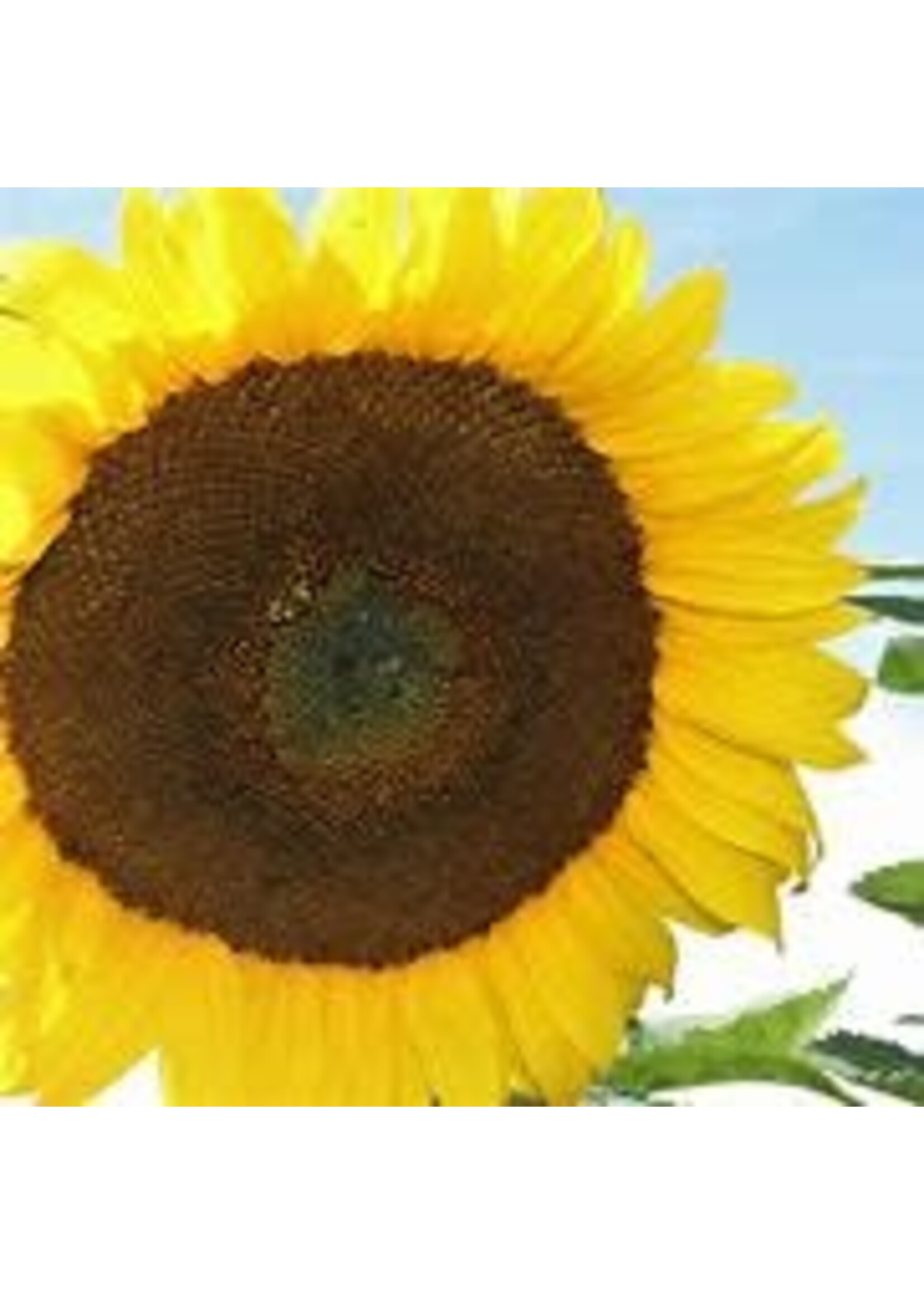 Heirloom Seeds(BIRRI) Sunflowers – Giant Grey Striped (Mammoth)