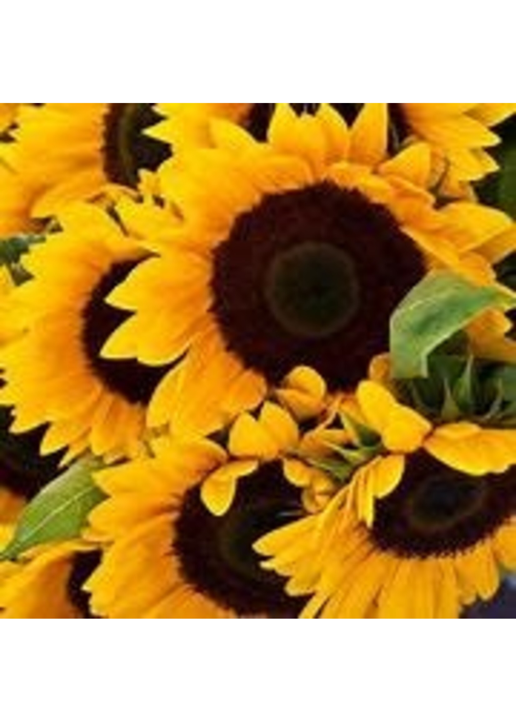 Heirloom Seeds(BIRRI) Sunflowers – Giant Grey Striped (Mammoth)