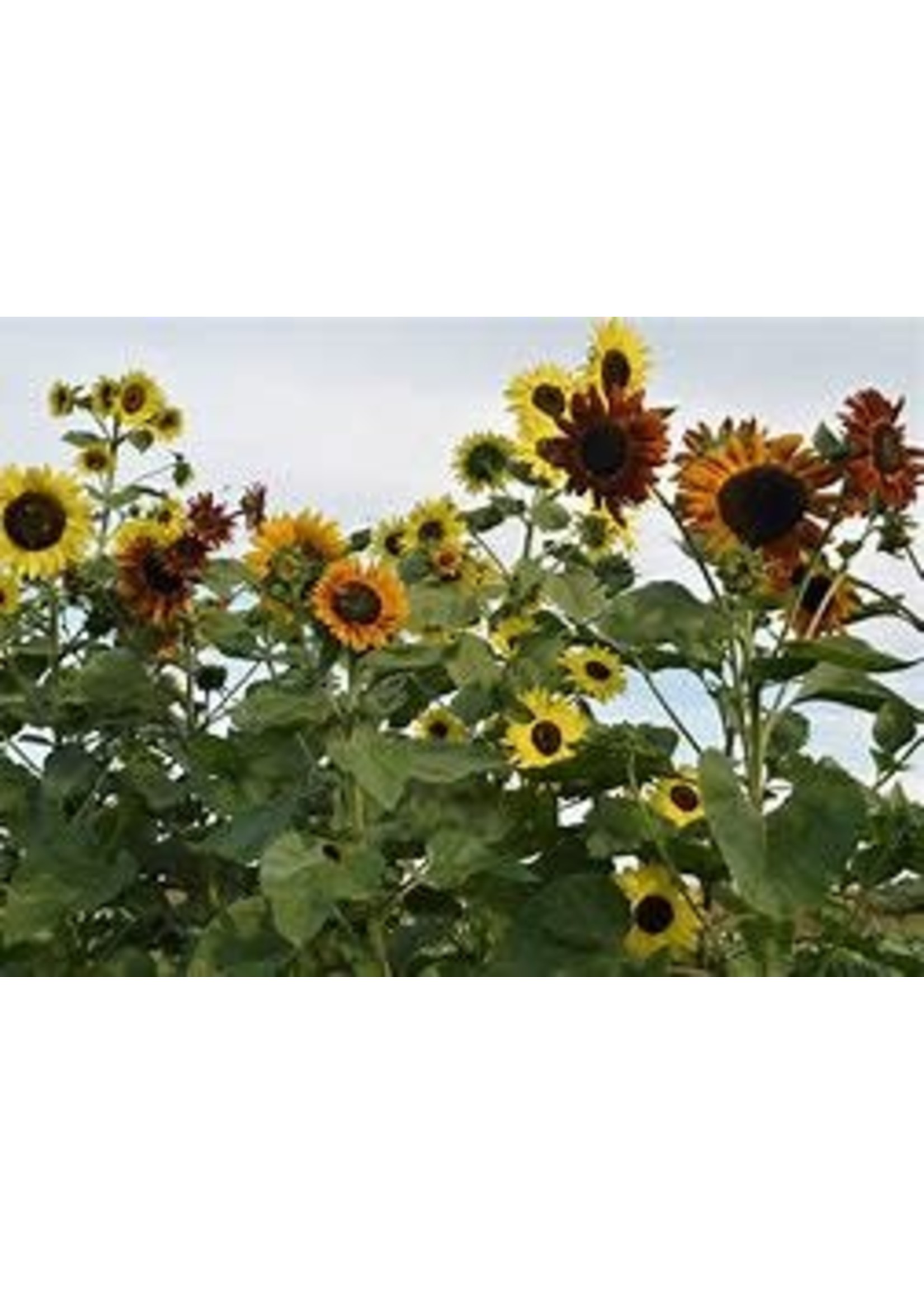 Heirloom Seeds(BIRRI) Sunflowers – Indian Blanket