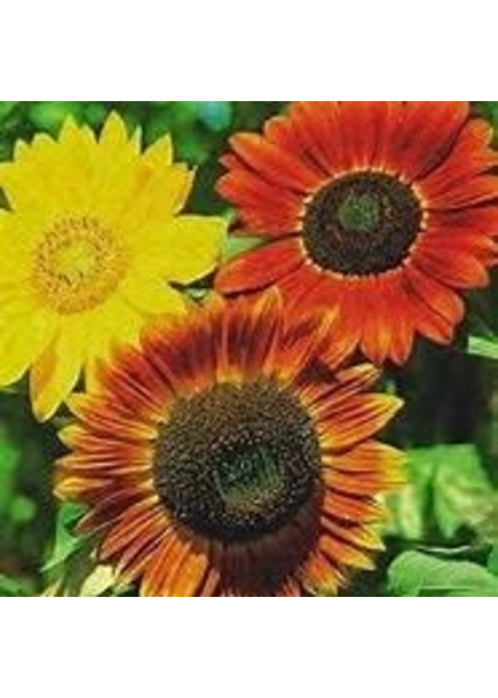 Heirloom Seeds(BIRRI) Sunflowers – Indian Blanket