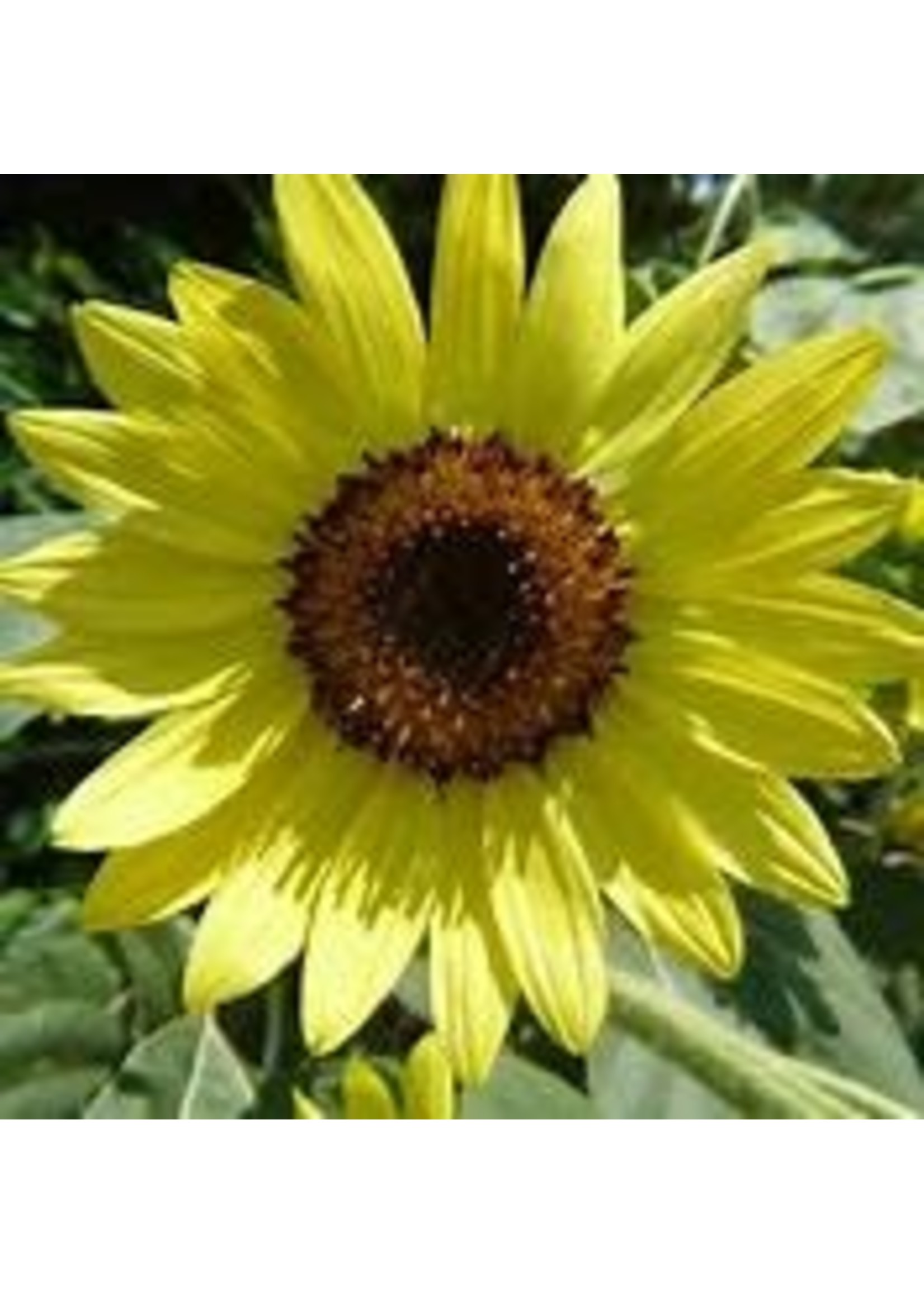 Heirloom Seeds(BIRRI) Sunflowers – Mixture