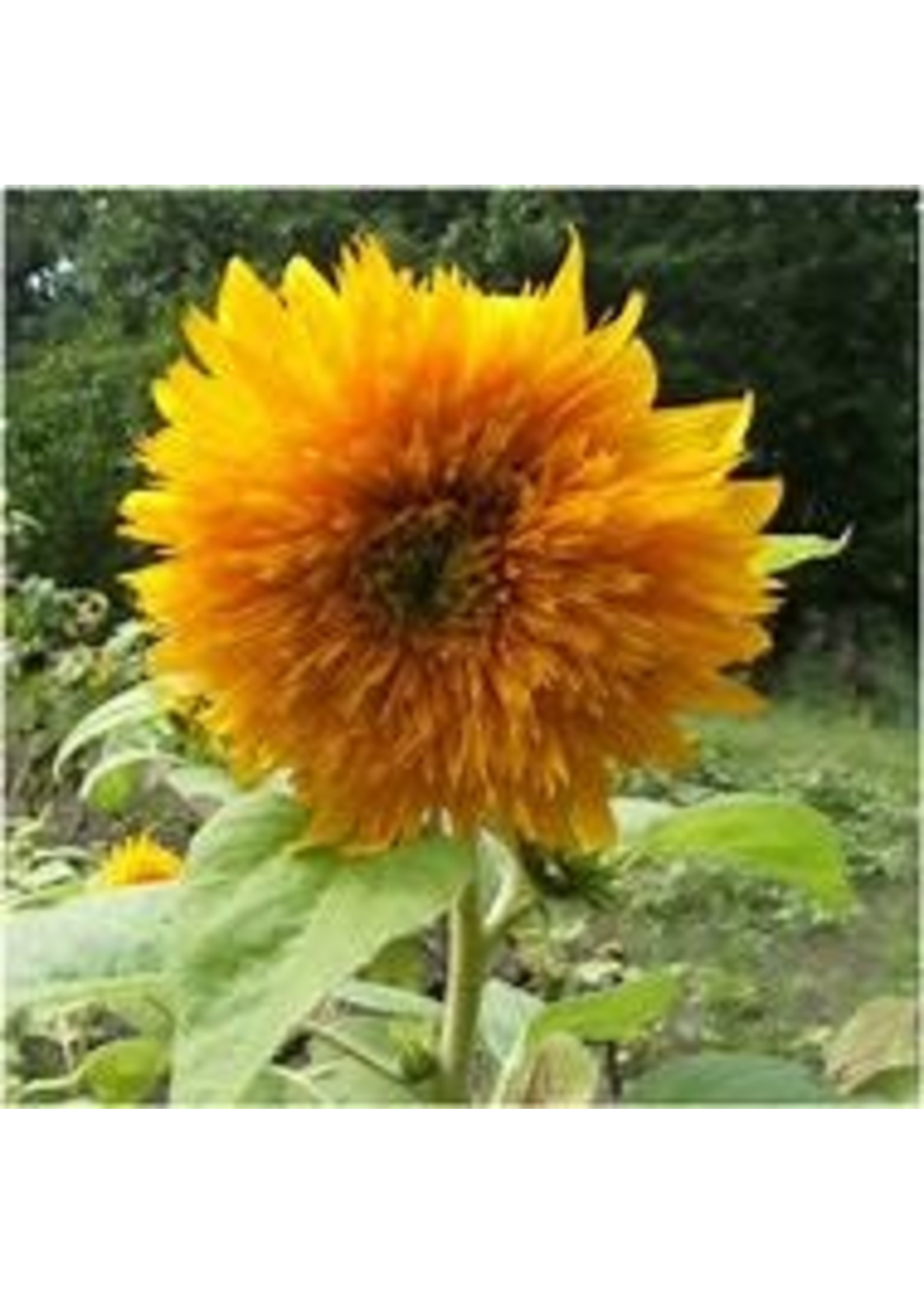 Heirloom Seeds(BIRRI) Sunflowers – Mixture