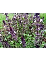 Heirloom Seeds(BIRRI) Basil – Cinammon