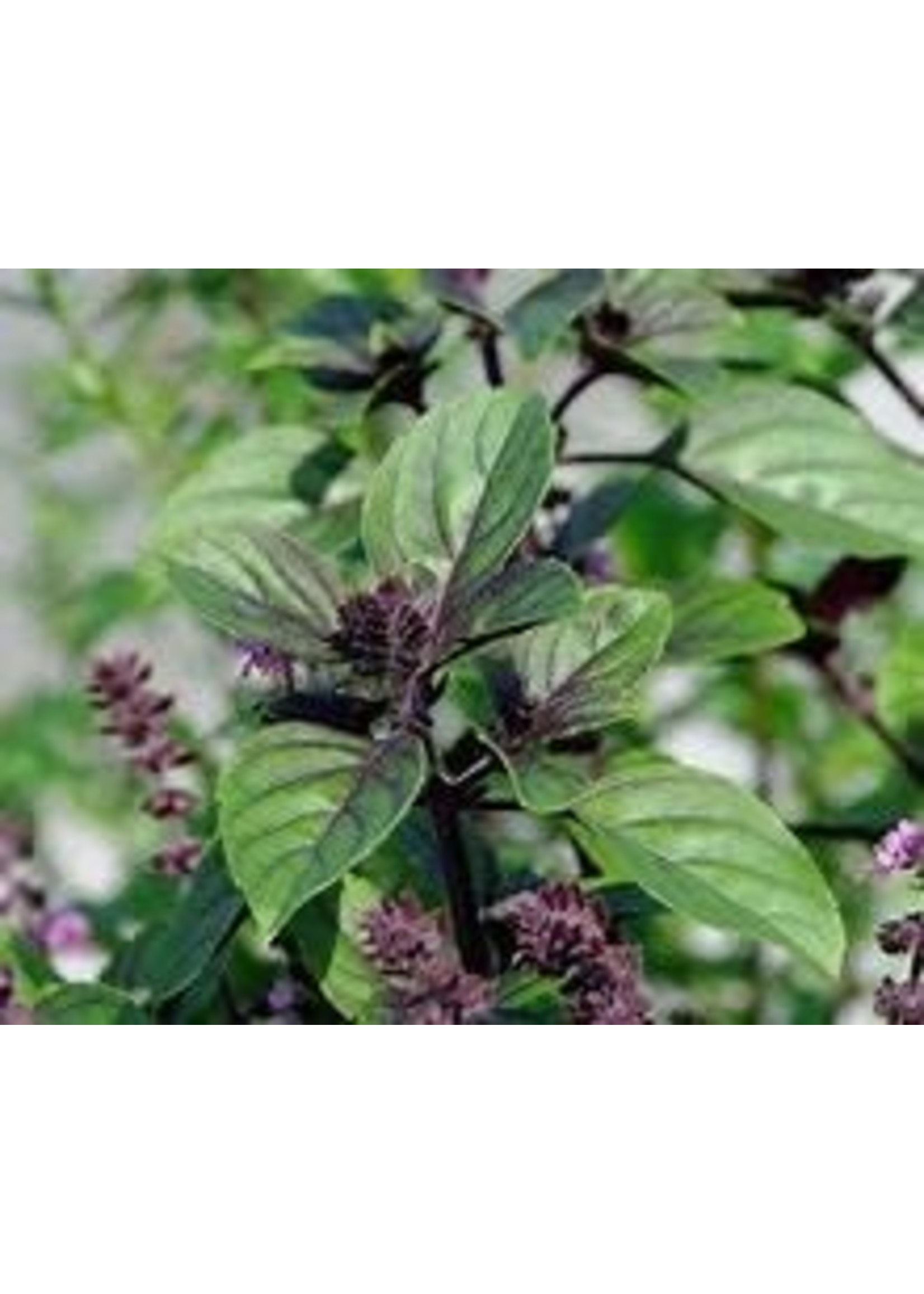 Heirloom Seeds(BIRRI) Basil – Cinammon