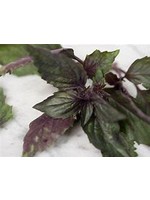 Heirloom Seeds(BIRRI) Basil – Corsican Purple