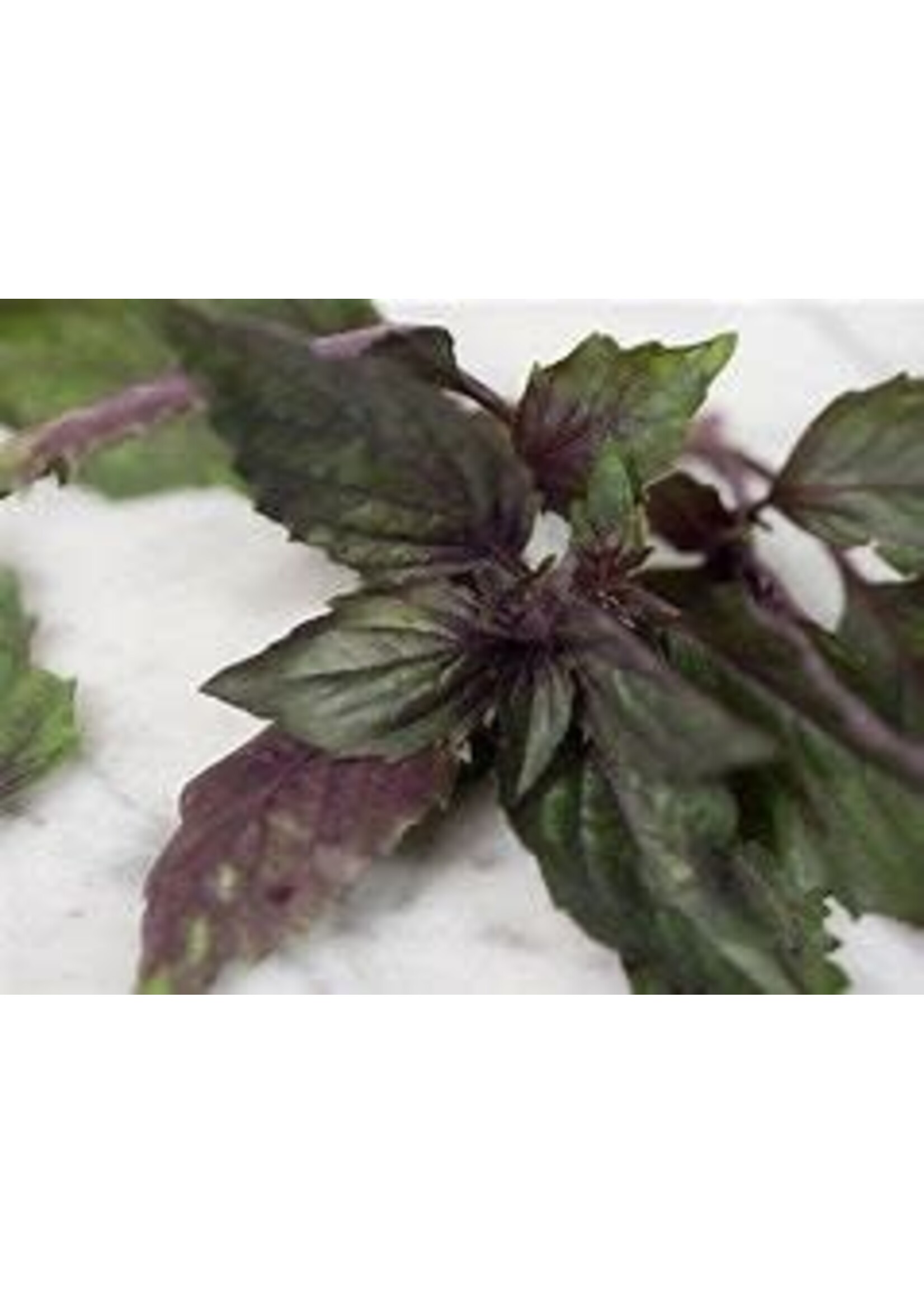 Heirloom Seeds(BIRRI) Basil – Corsican Purple