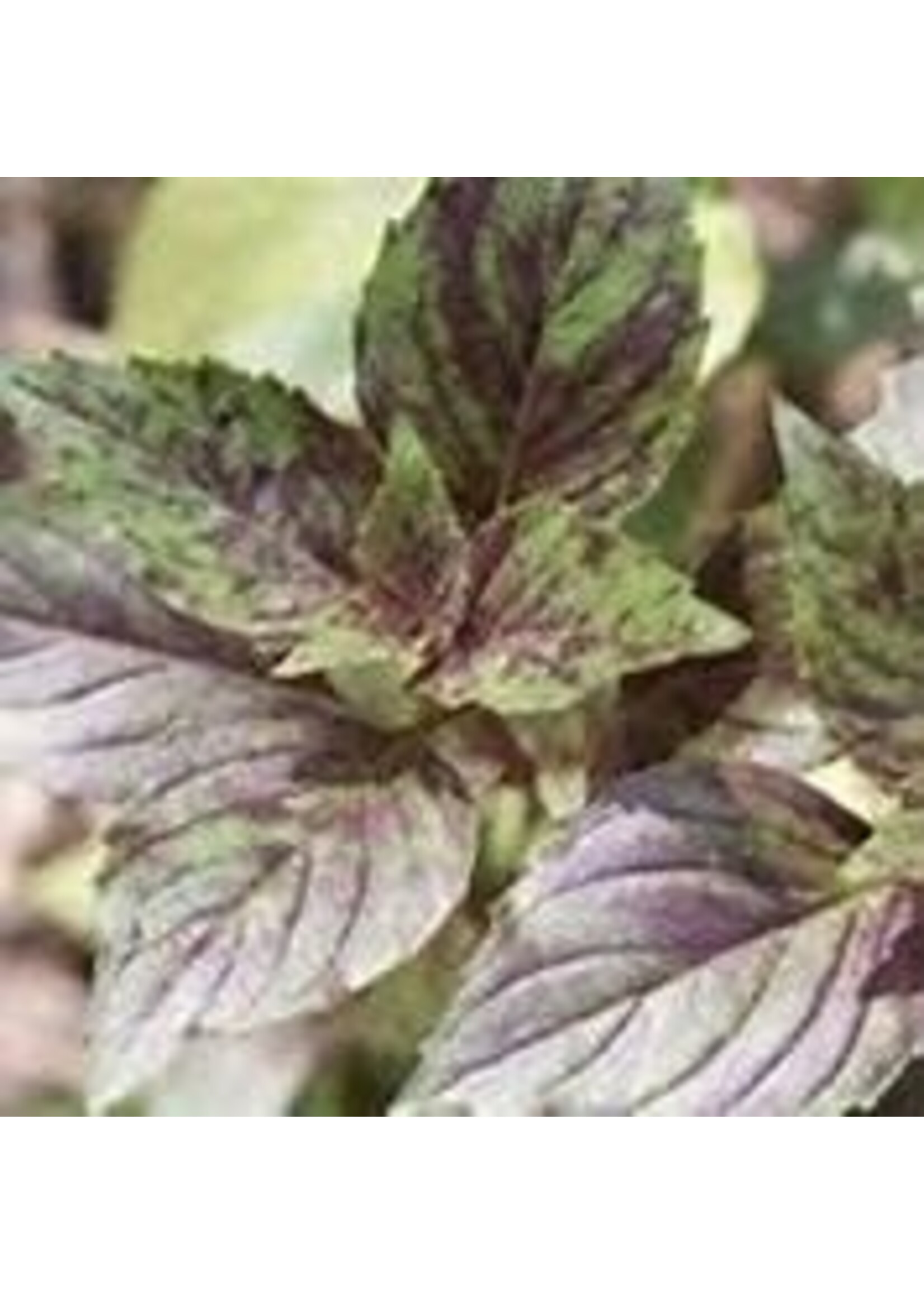 Heirloom Seeds(BIRRI) Basil – Corsican Purple