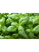 Heirloom Seeds(BIRRI) Basil – Genovese