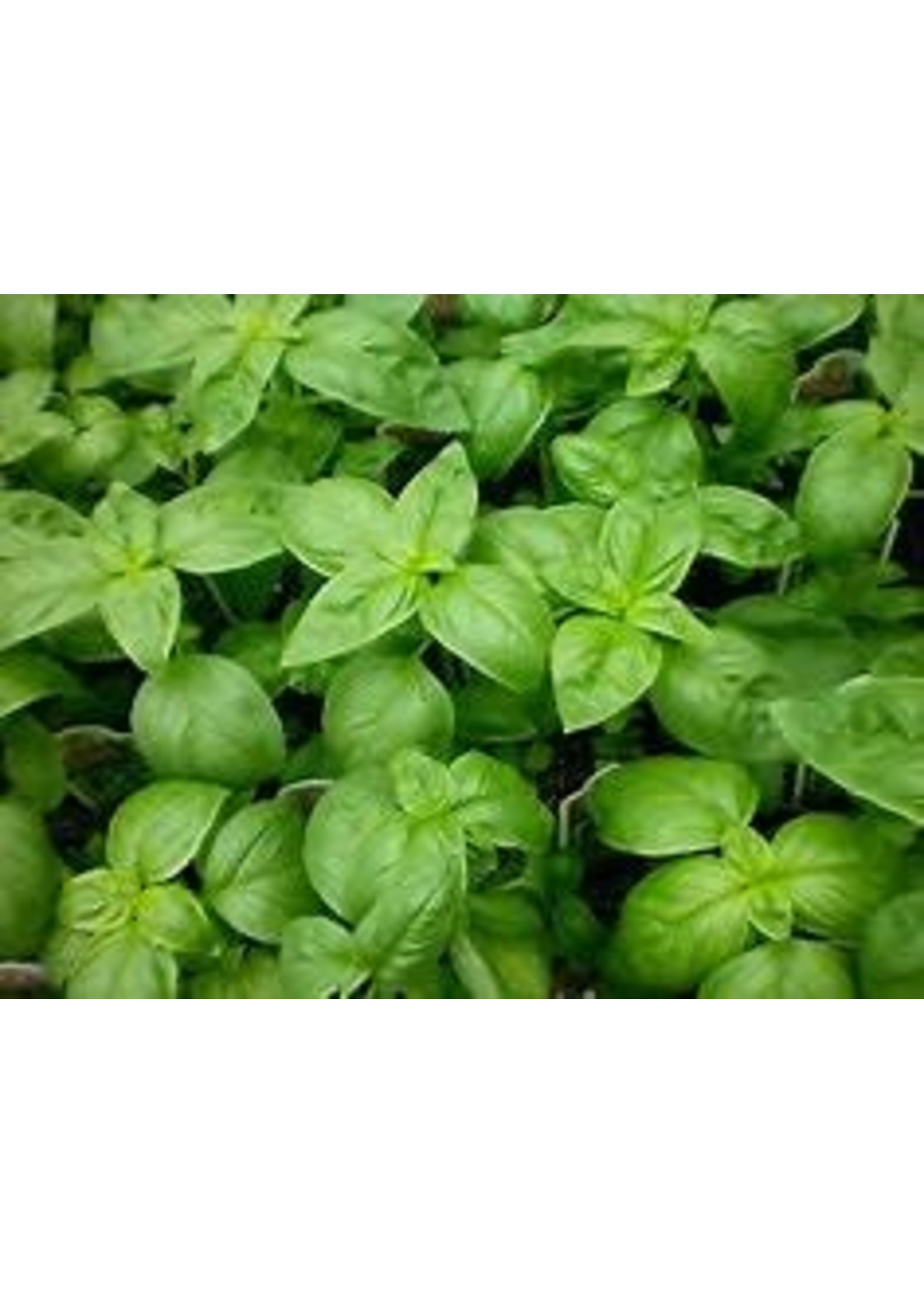 Heirloom Seeds(BIRRI) Basil – Genovese