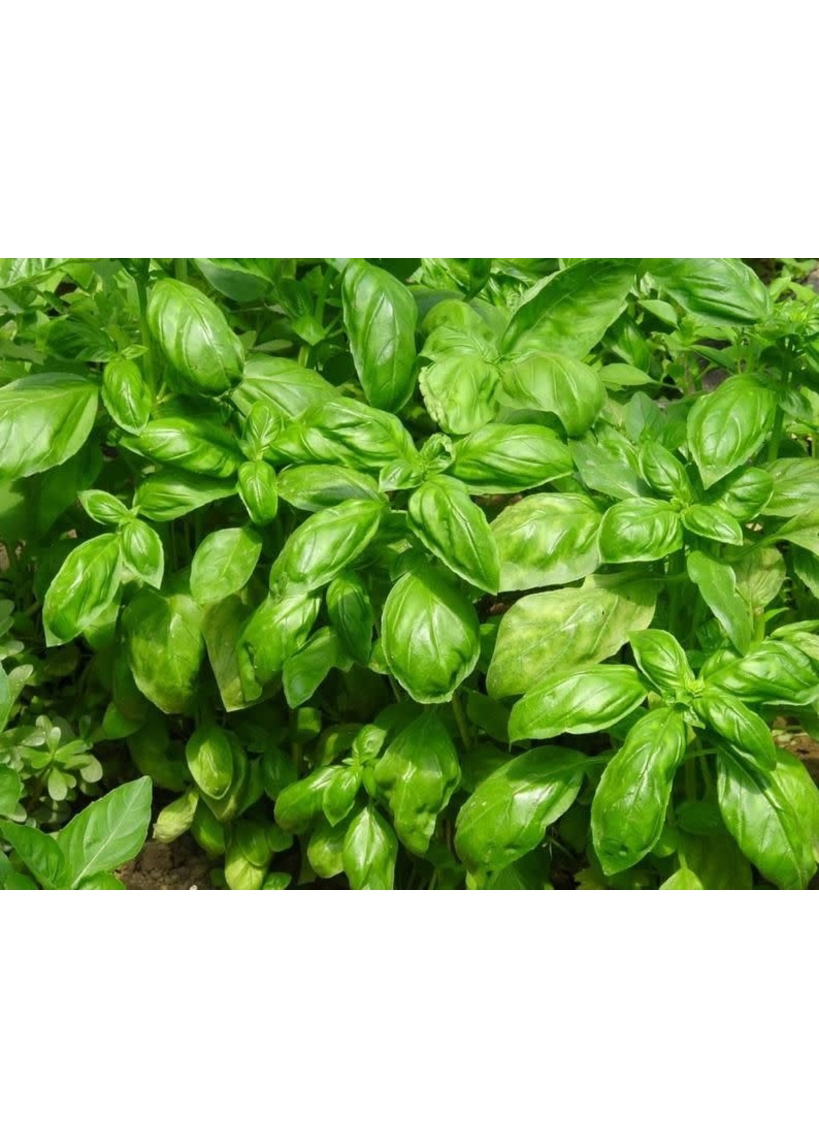 Heirloom Seeds(BIRRI) Basil – Genovese