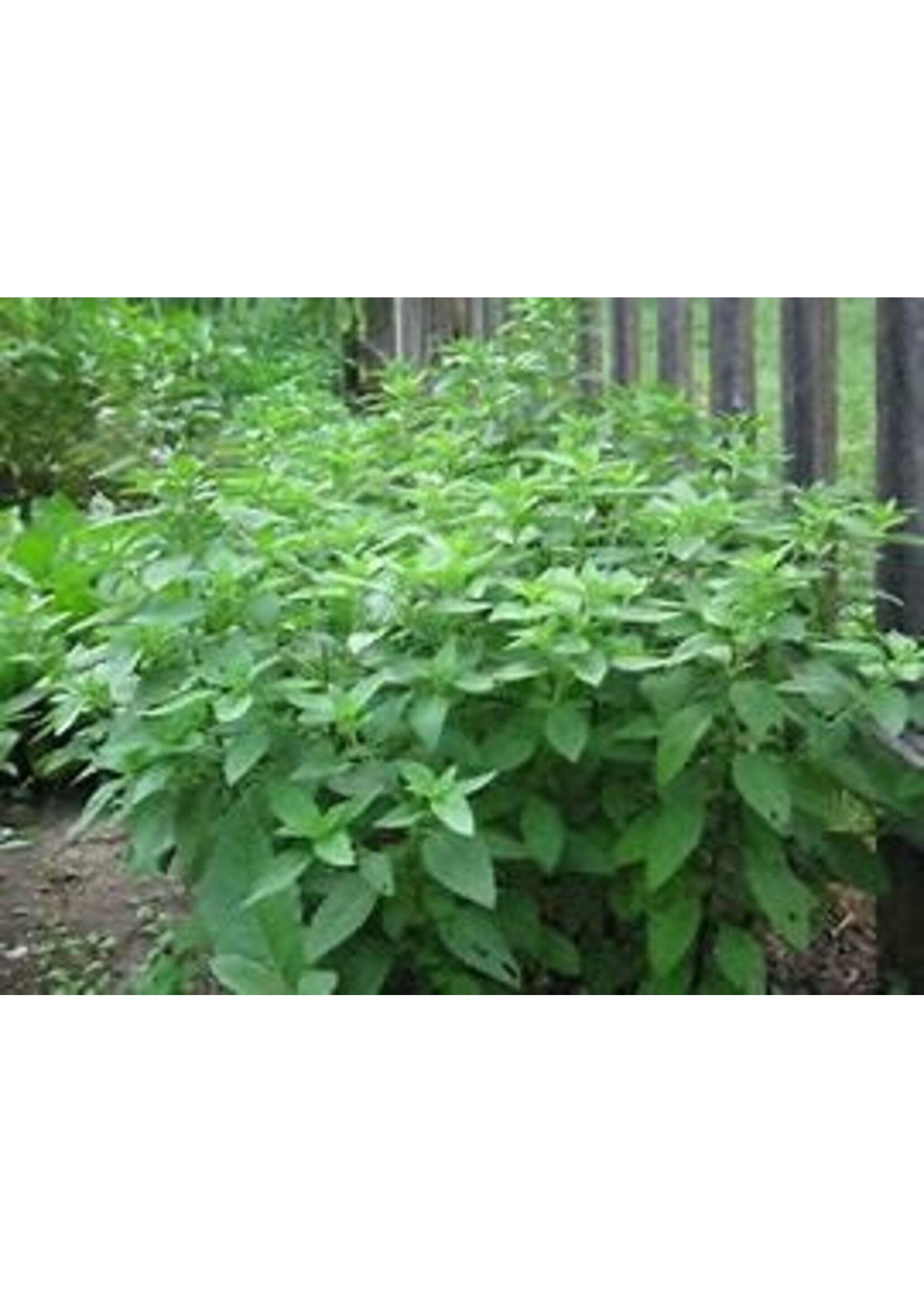 Heirloom Seeds(BIRRI) Basil – Lemon