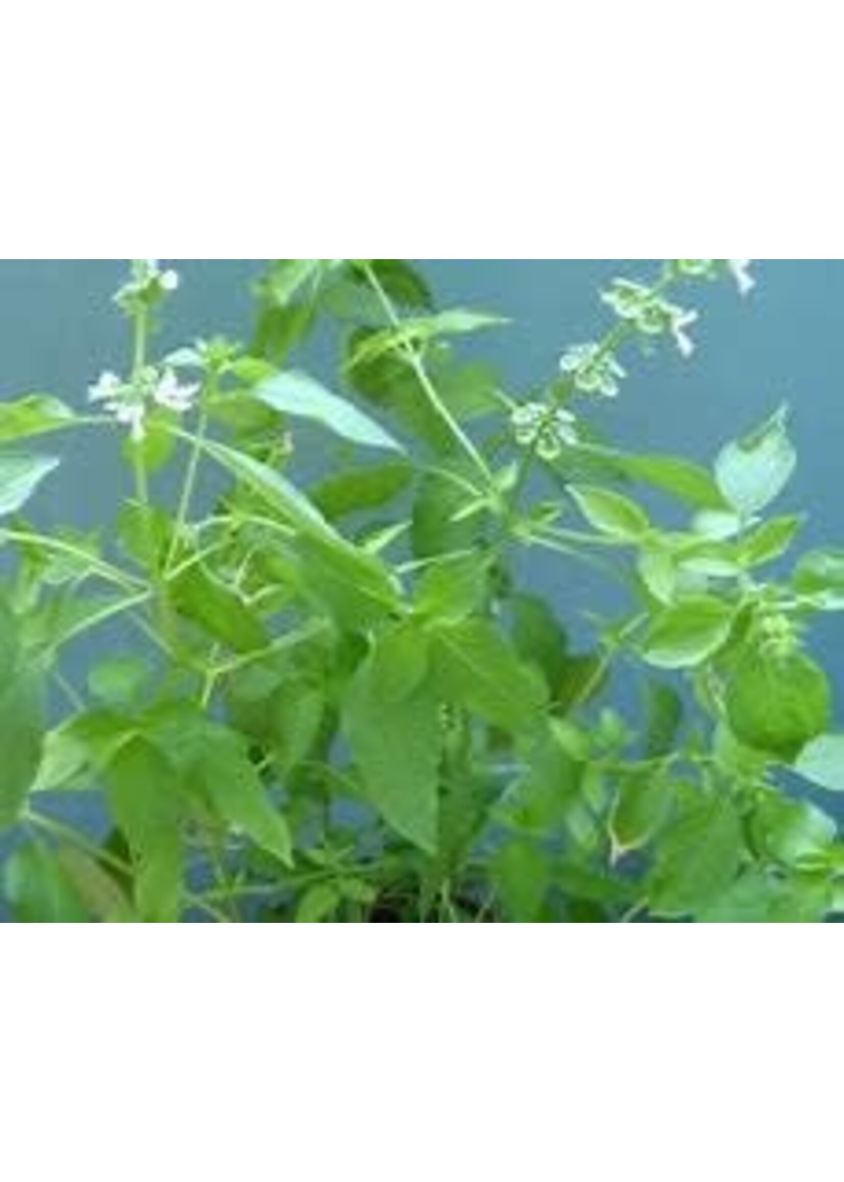 Heirloom Seeds(BIRRI) Basil – Lemon