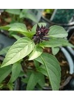 Heirloom Seeds(BIRRI) Basil – Licorice