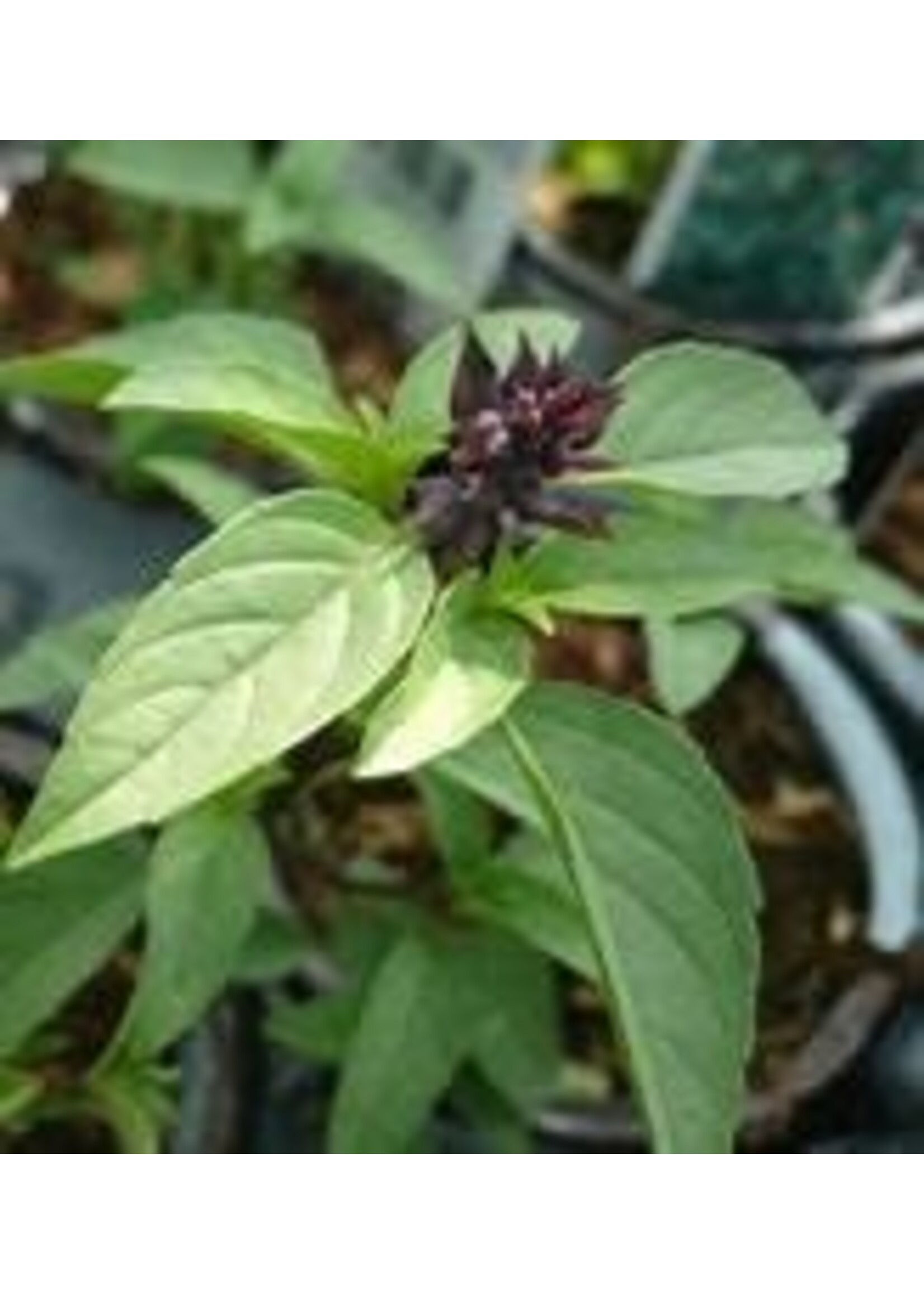 Heirloom Seeds(BIRRI) Basil – Licorice