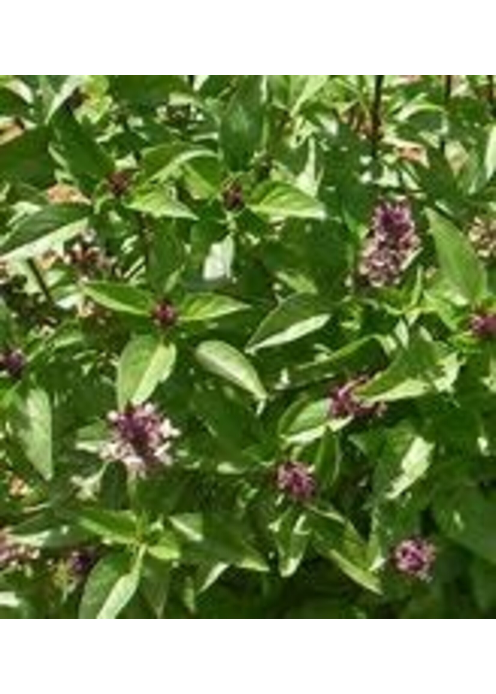 Heirloom Seeds(BIRRI) Basil – Licorice