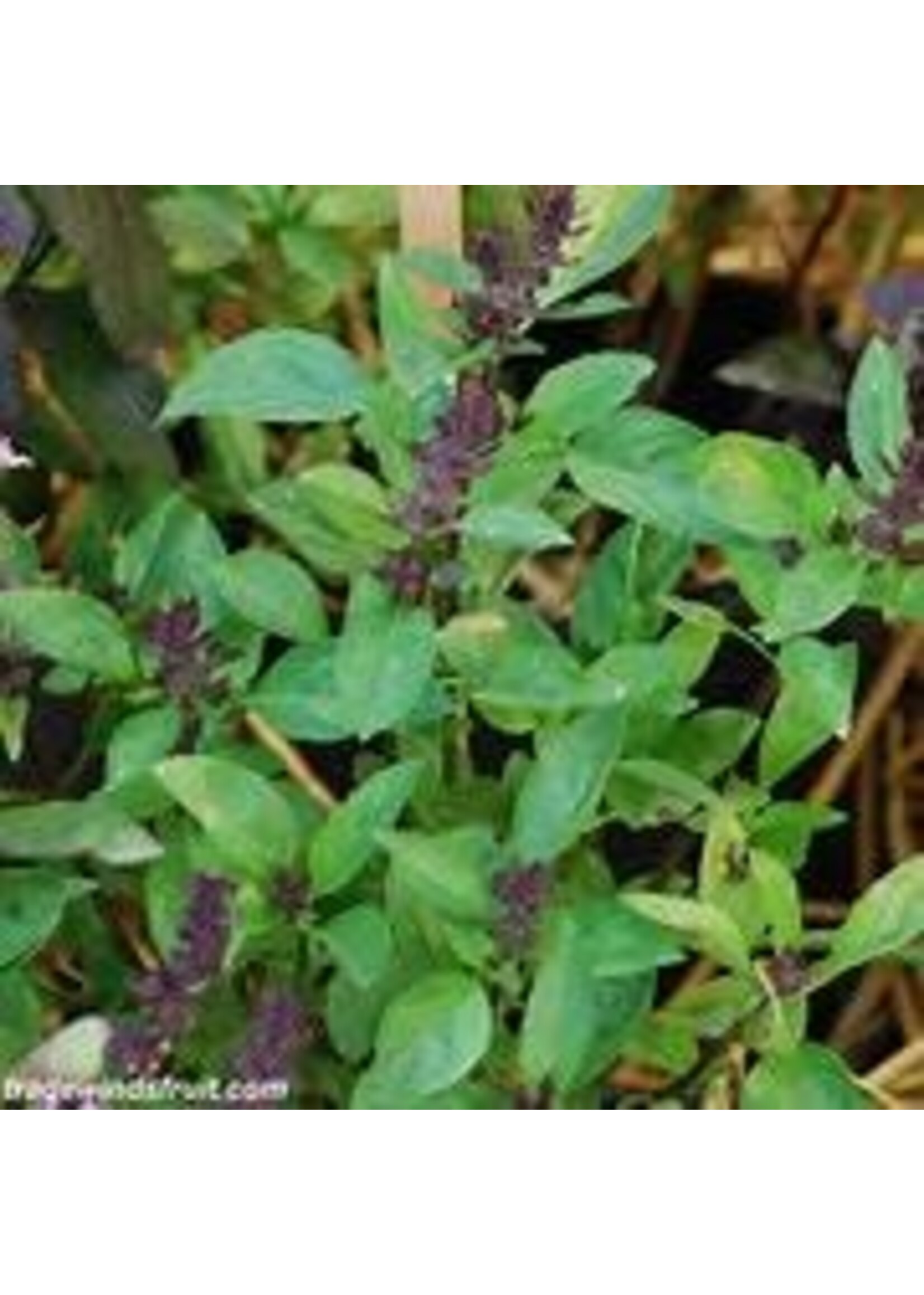 Heirloom Seeds(BIRRI) Basil – Licorice