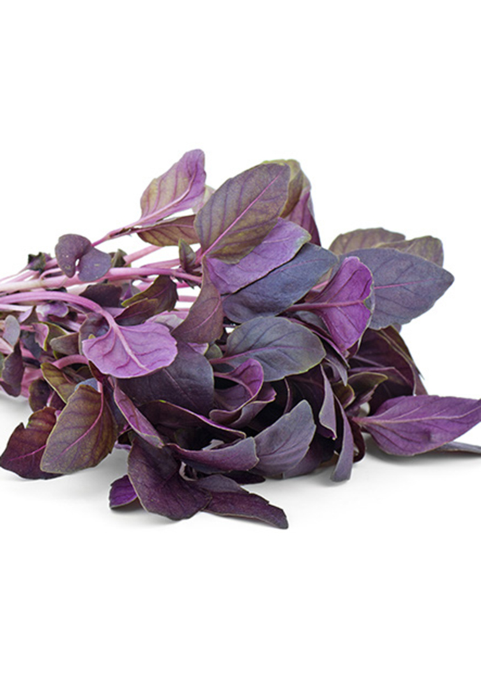 Heirloom Seeds(BIRRI) Basil – Red Rubin Purple