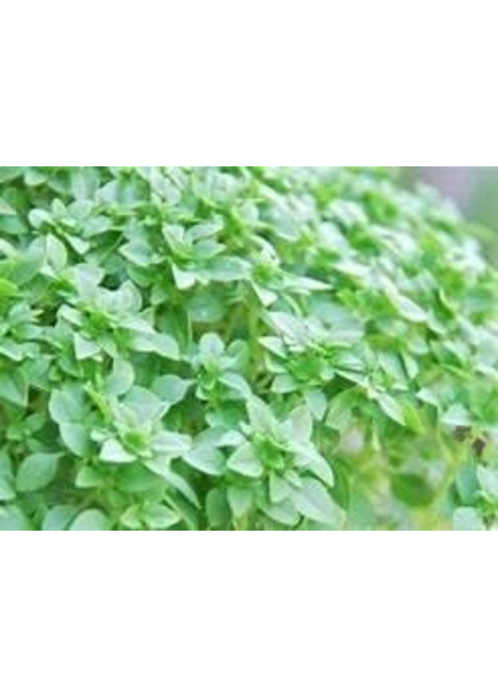 Heirloom Seeds(BIRRI) Basil – Small Leaf Dwarf Greek
