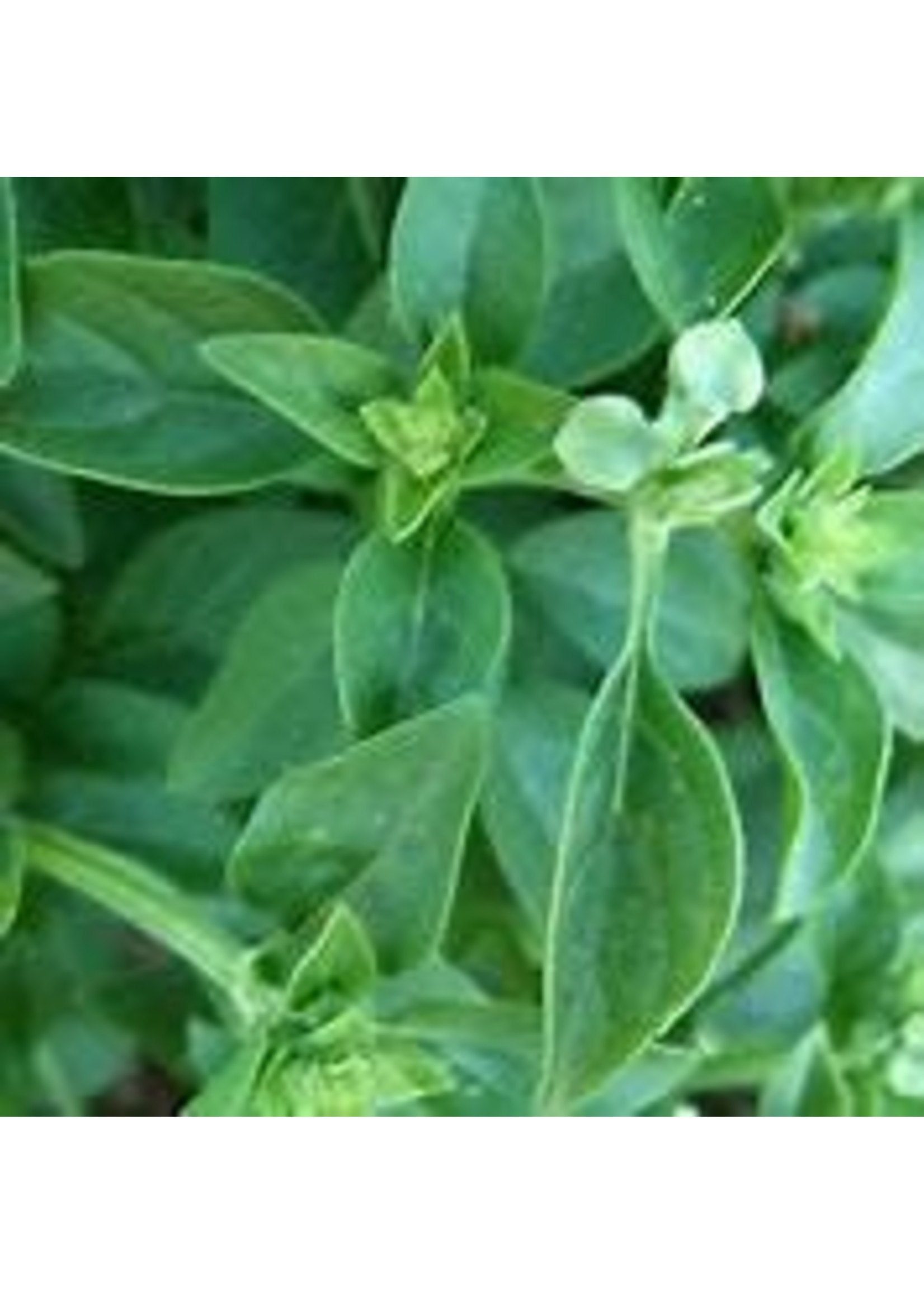 Heirloom Seeds(BIRRI) Basil – Small Leaf Dwarf Greek