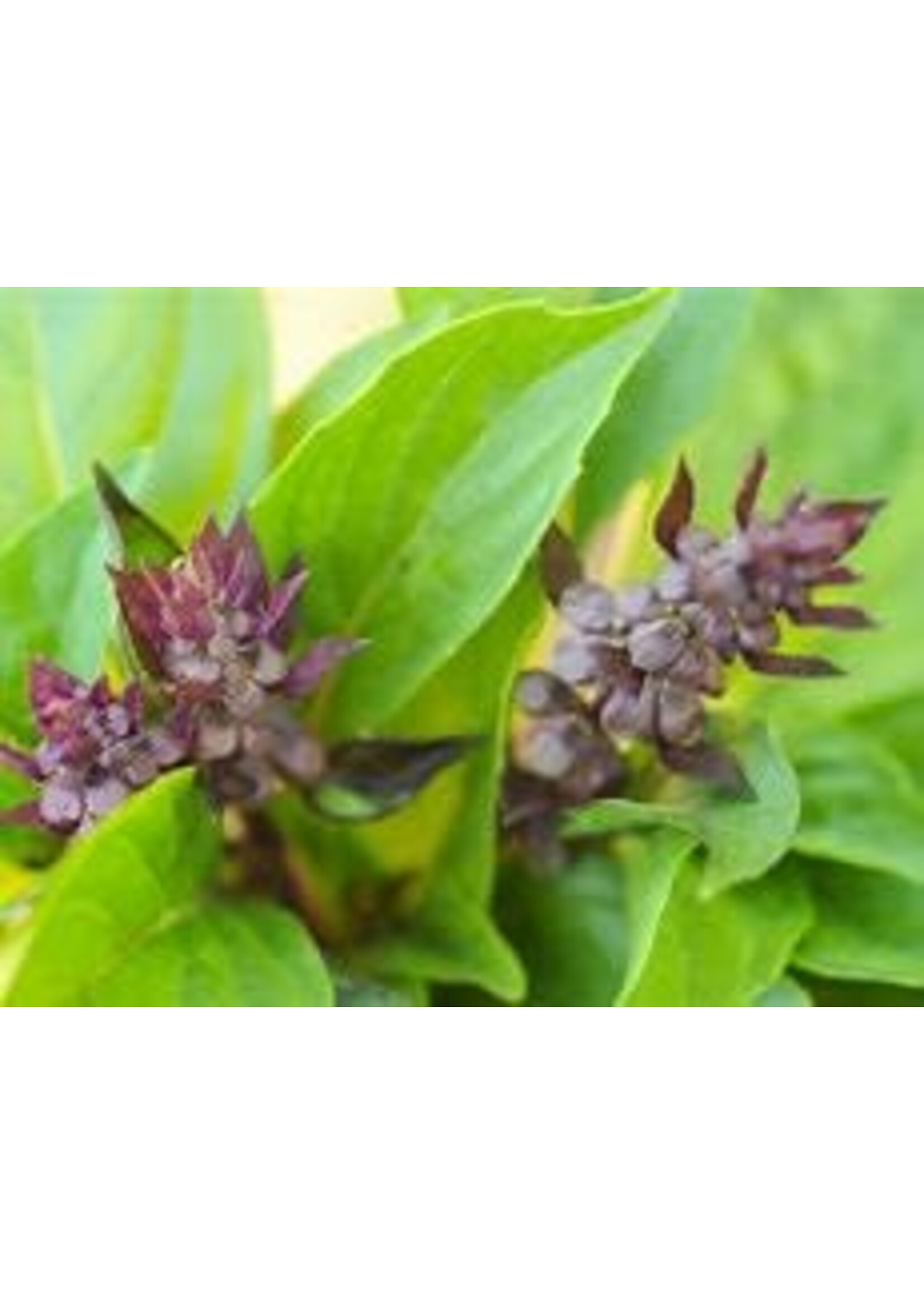 Heirloom Seeds(BIRRI) Basil – Thai