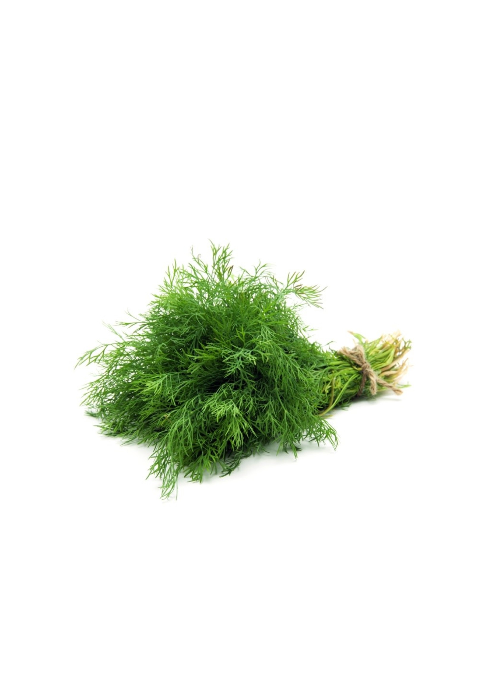 Heirloom Seeds(BIRRI) Dill – Mammoth Long Island