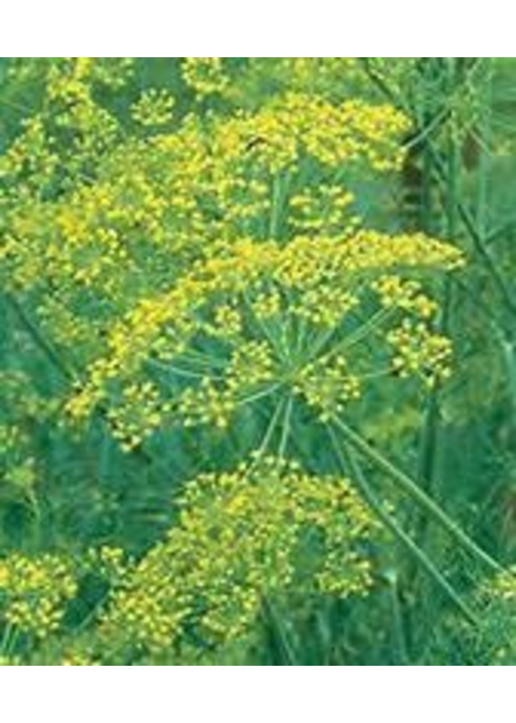 Heirloom Seeds(BIRRI) Dill – Mammoth Long Island