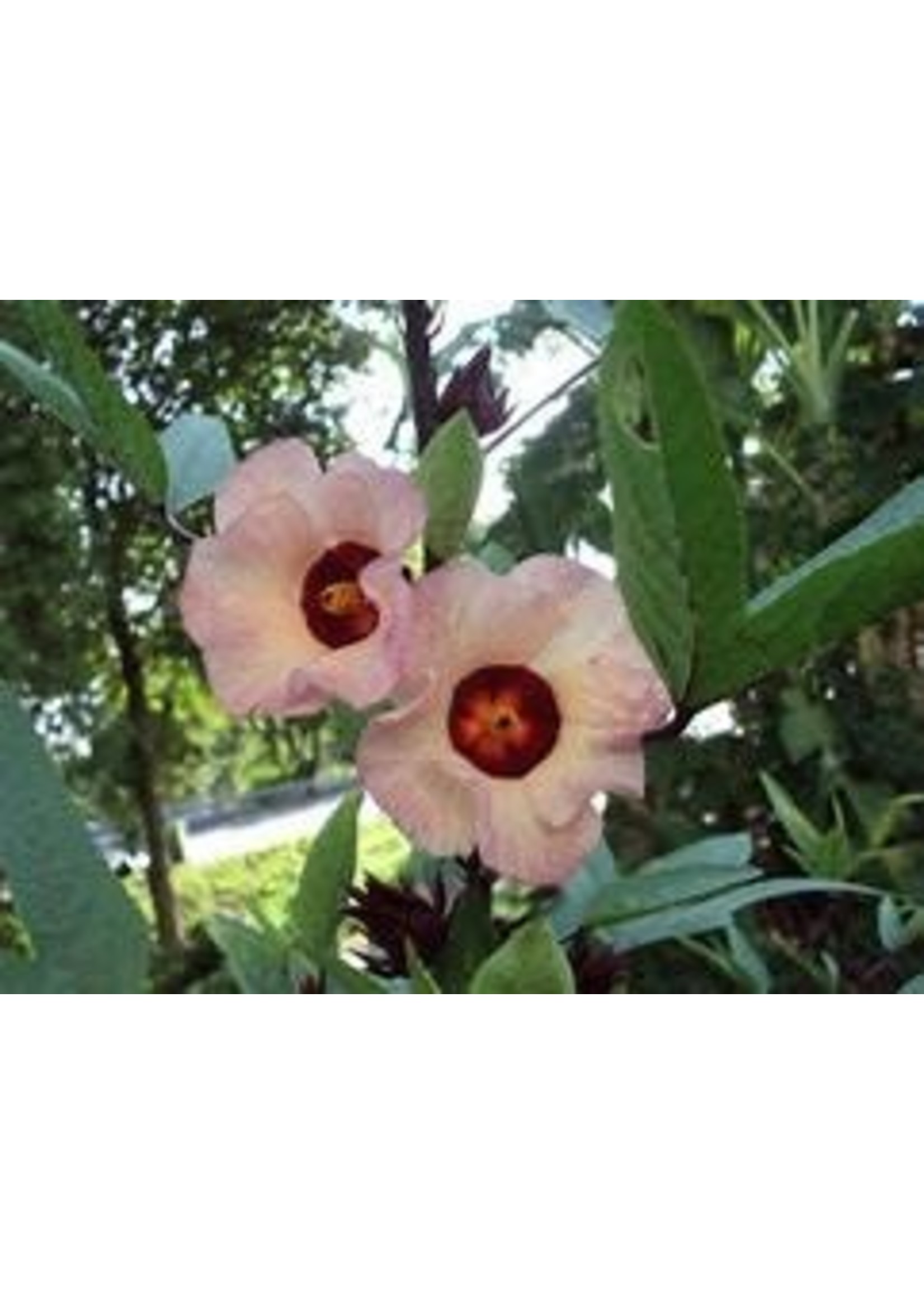 Heirloom Seeds(BIRRI) Hibiscus Roselle- Sour Leaf
