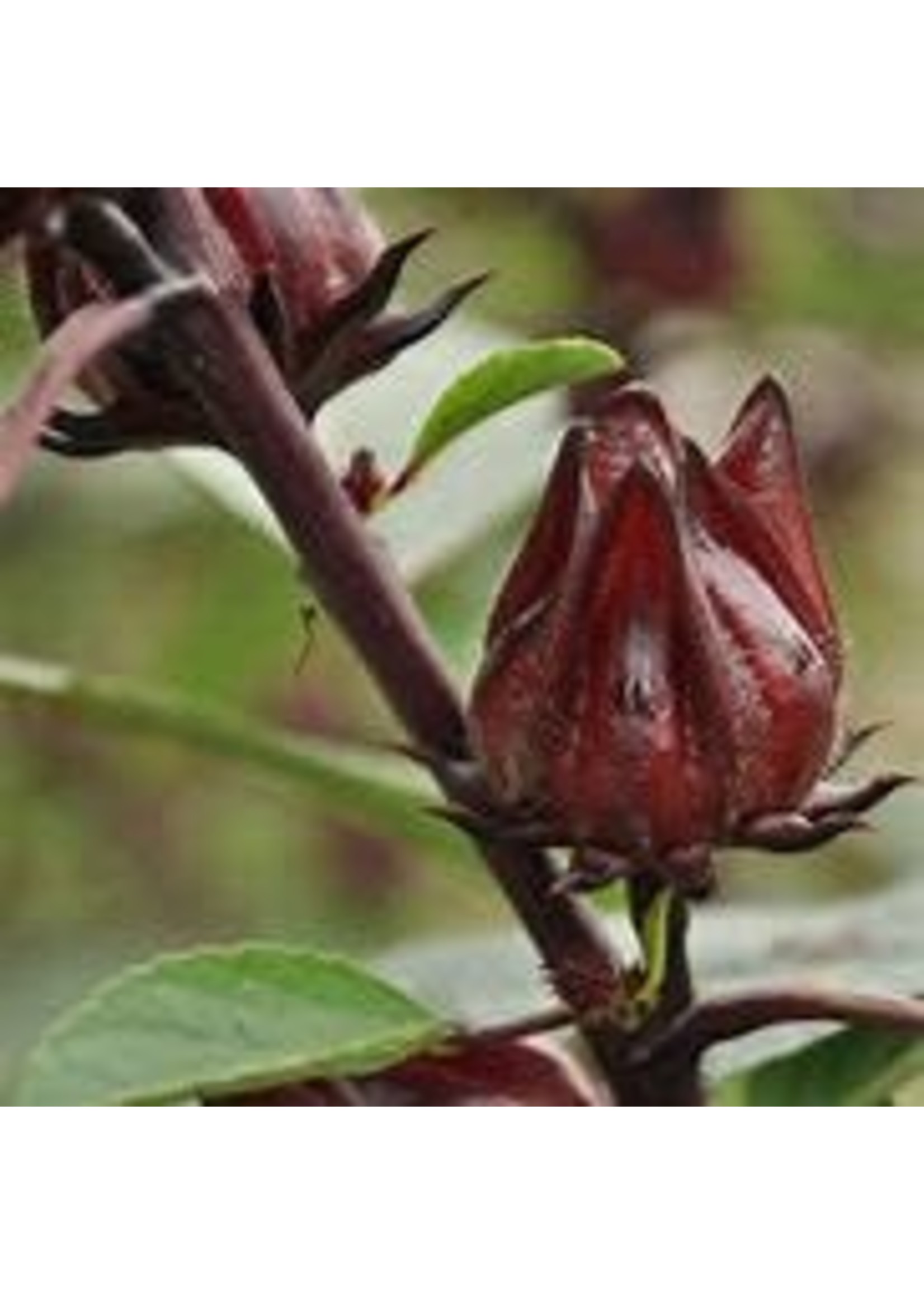 Heirloom Seeds(BIRRI) Hibiscus Roselle- Sour Leaf