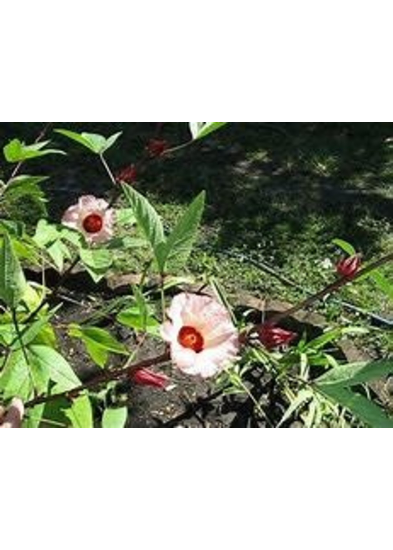 Heirloom Seeds(BIRRI) Hibiscus Roselle- Sour Leaf
