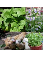 Heirloom Seeds(BIRRI) Mint –Catmint (Catnip)