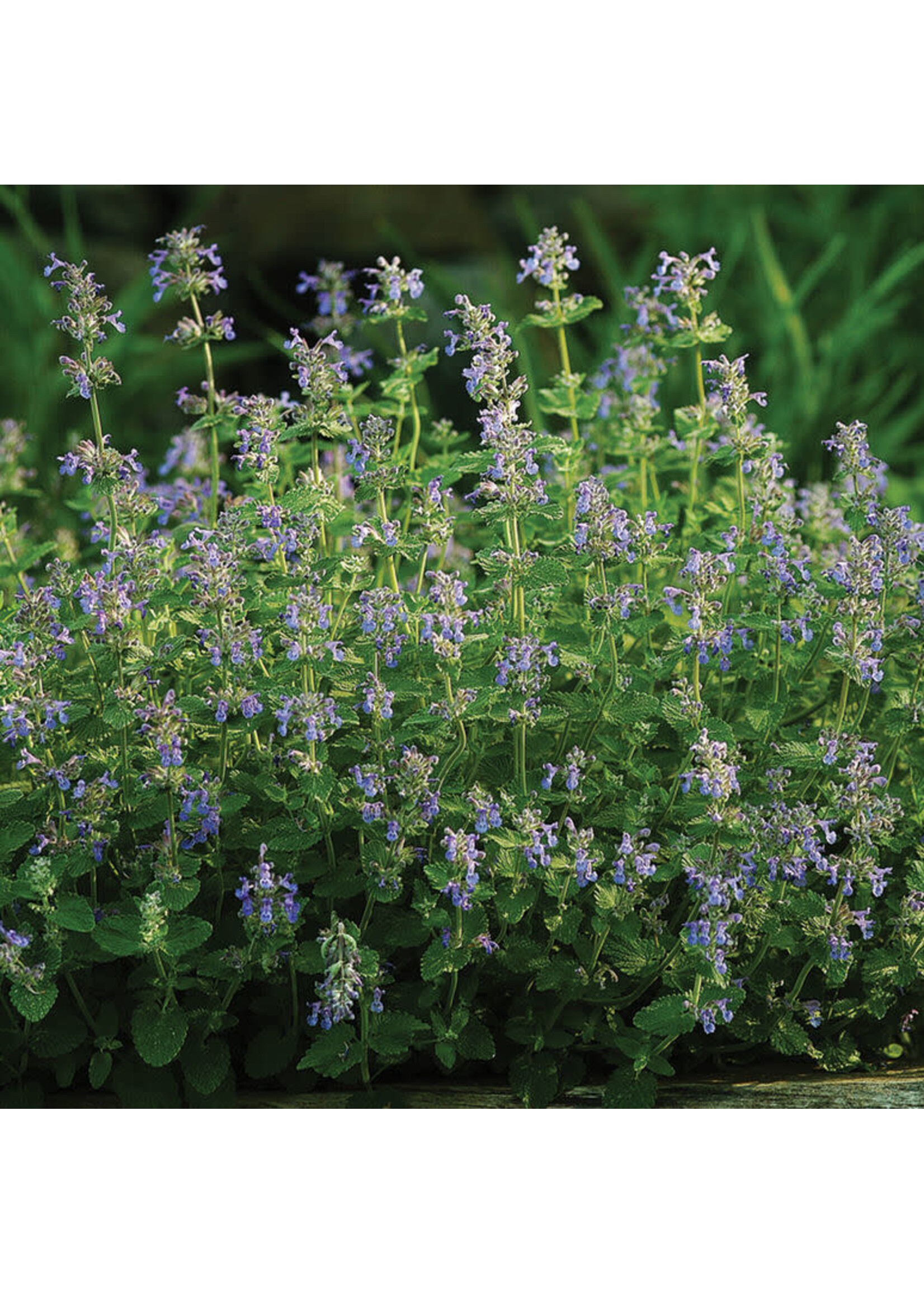 Heirloom Seeds(BIRRI) Mint –Catmint (Catnip)