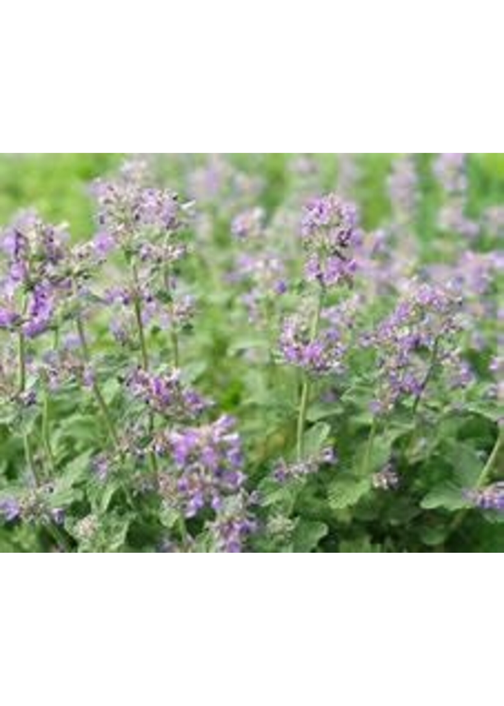 Heirloom Seeds(BIRRI) Mint –Catmint (Catnip)