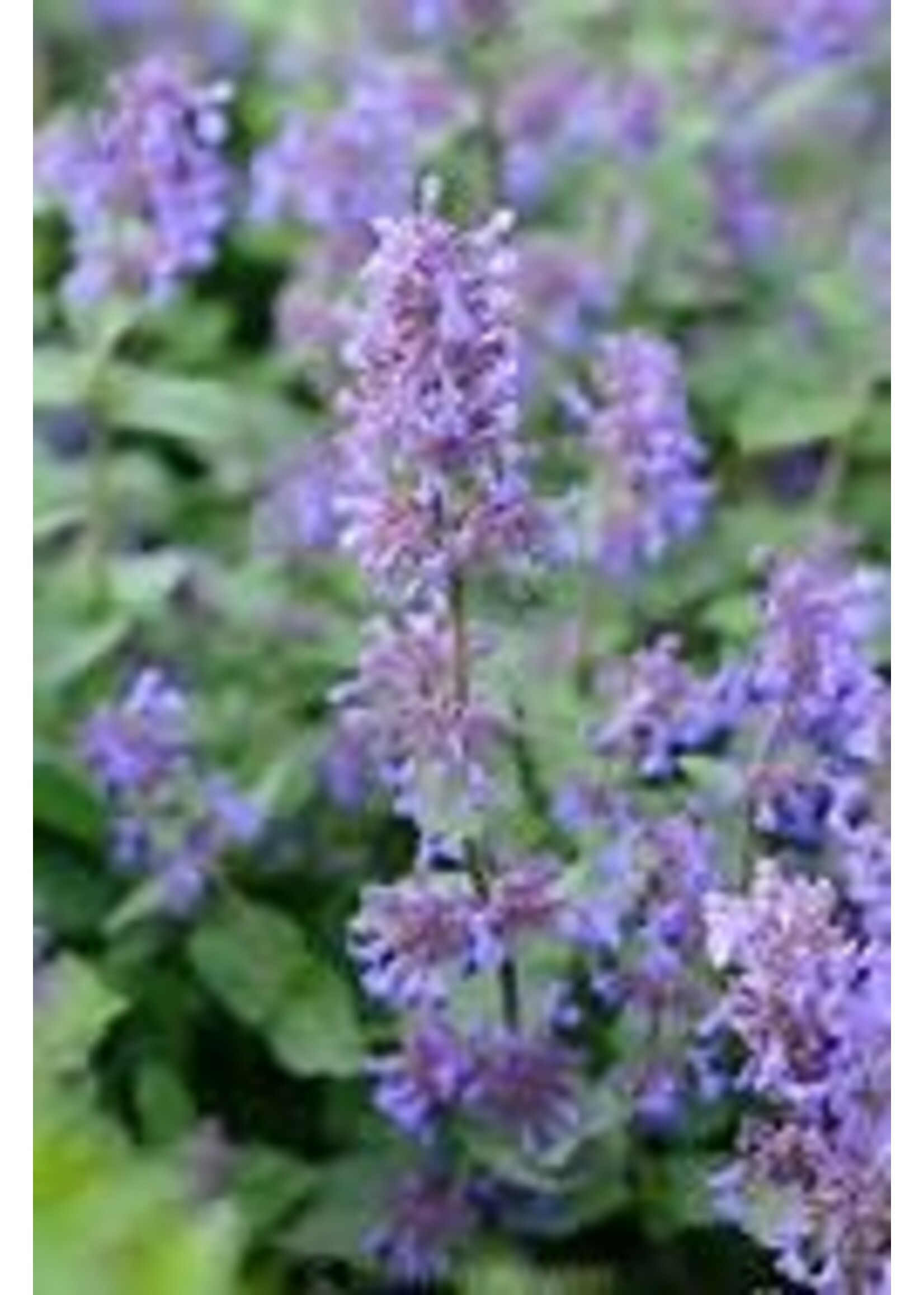 Heirloom Seeds(BIRRI) Mint –Catmint (Catnip)
