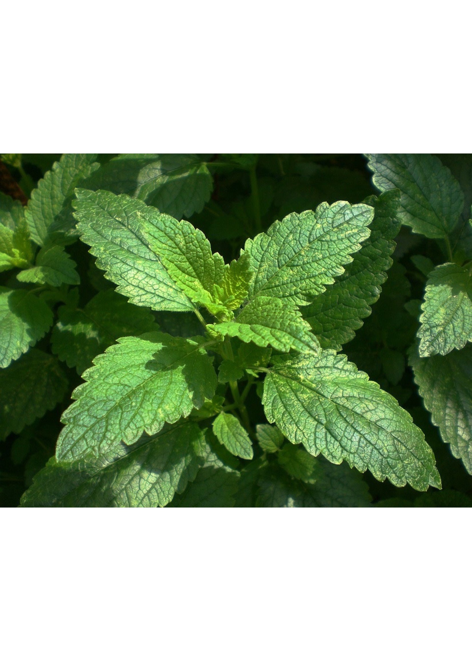 Heirloom Seeds(BIRRI) Melissa Lemon Balm- Herb