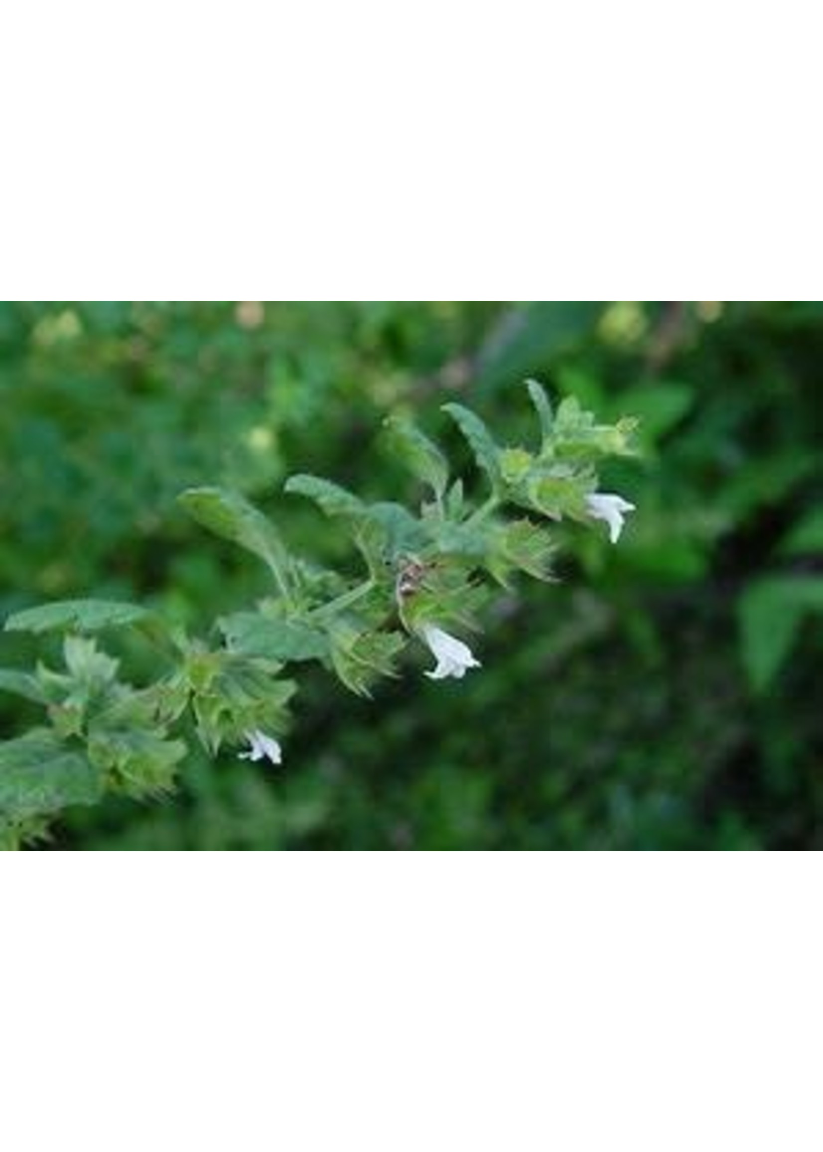 Heirloom Seeds(BIRRI) Melissa Lemon Balm- Herb