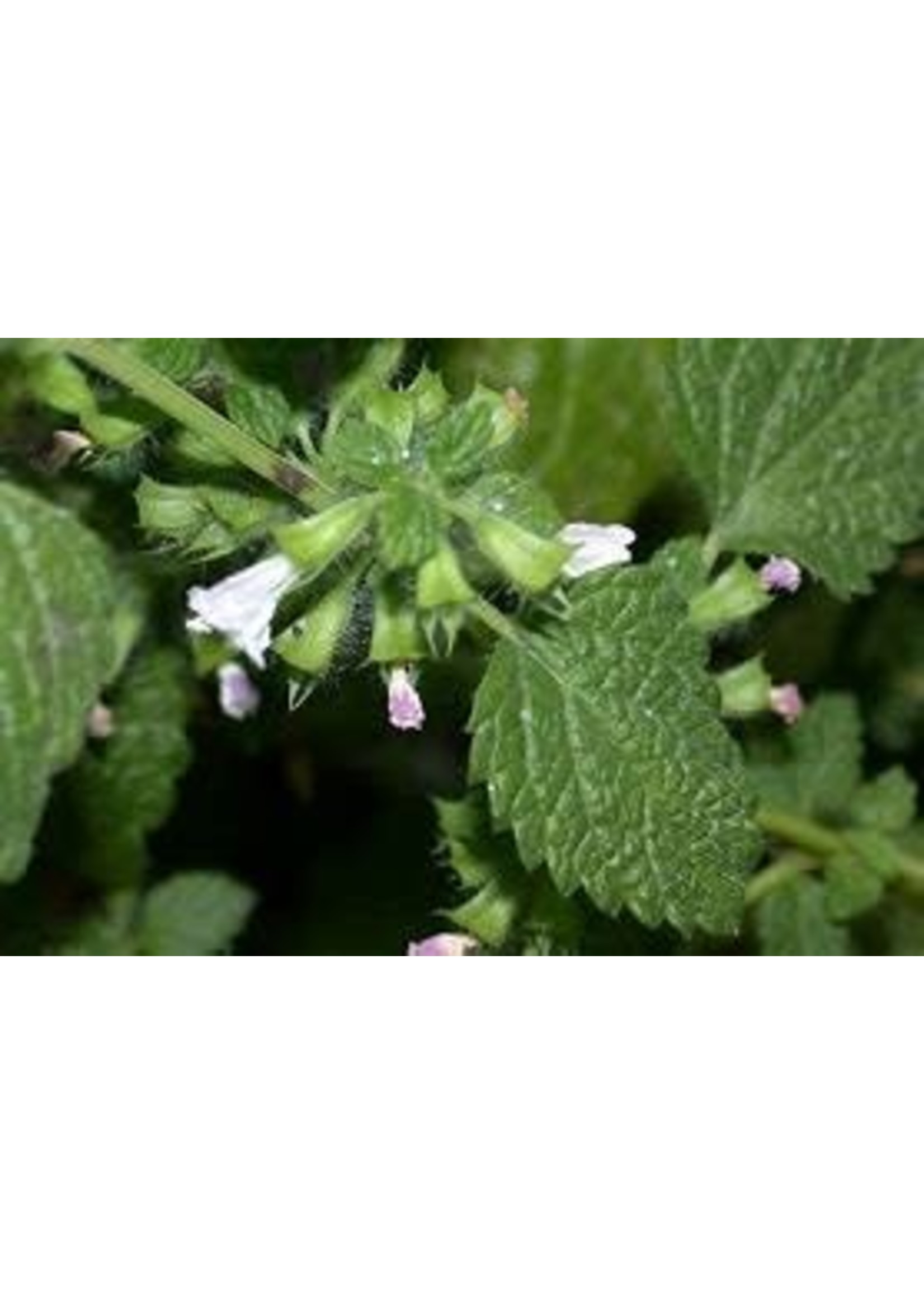 Heirloom Seeds(BIRRI) Melissa Lemon Balm- Herb