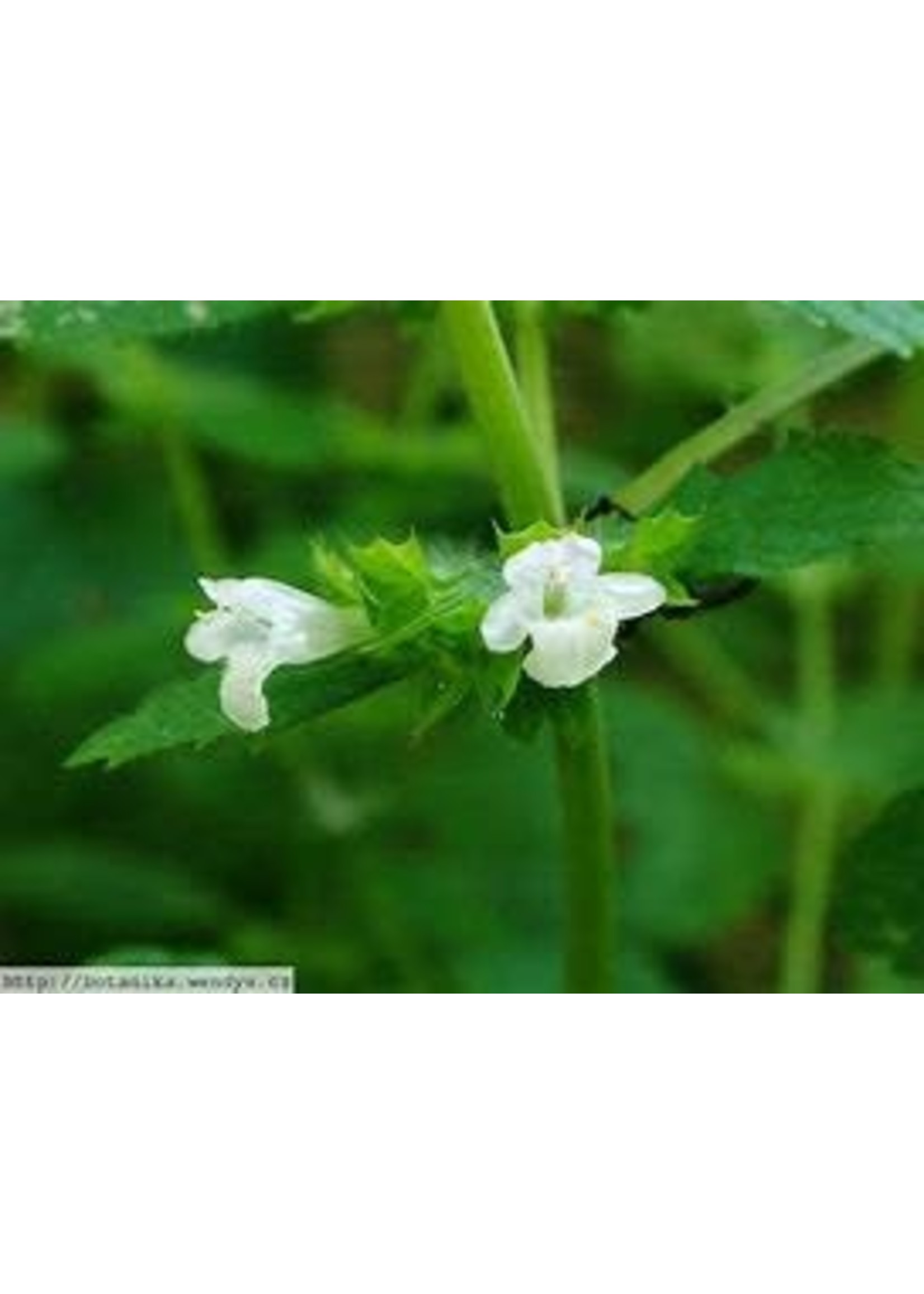 Heirloom Seeds(BIRRI) Melissa Lemon Balm- Herb