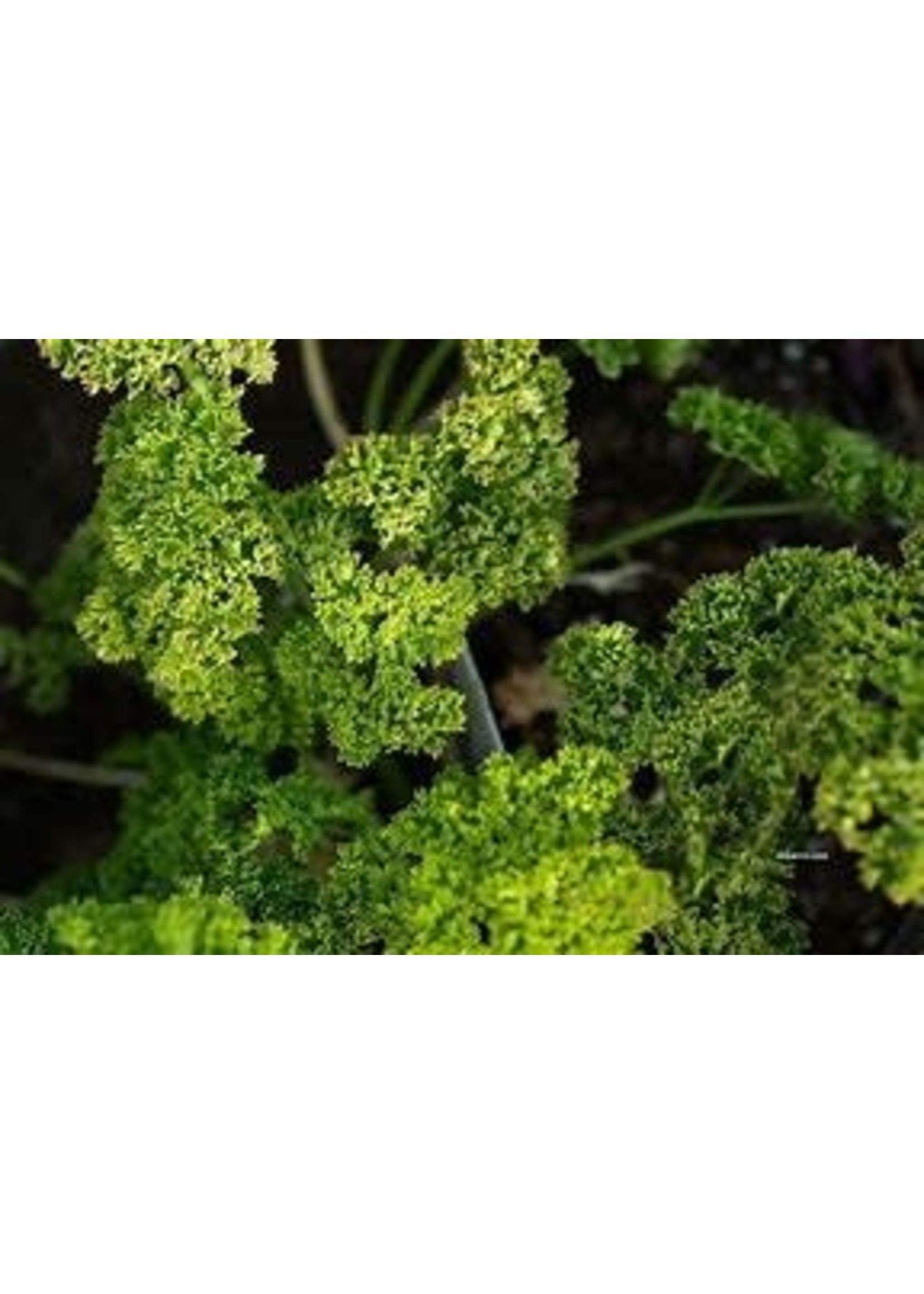 Heirloom Seeds(BIRRI) Parsley – Triple Curled