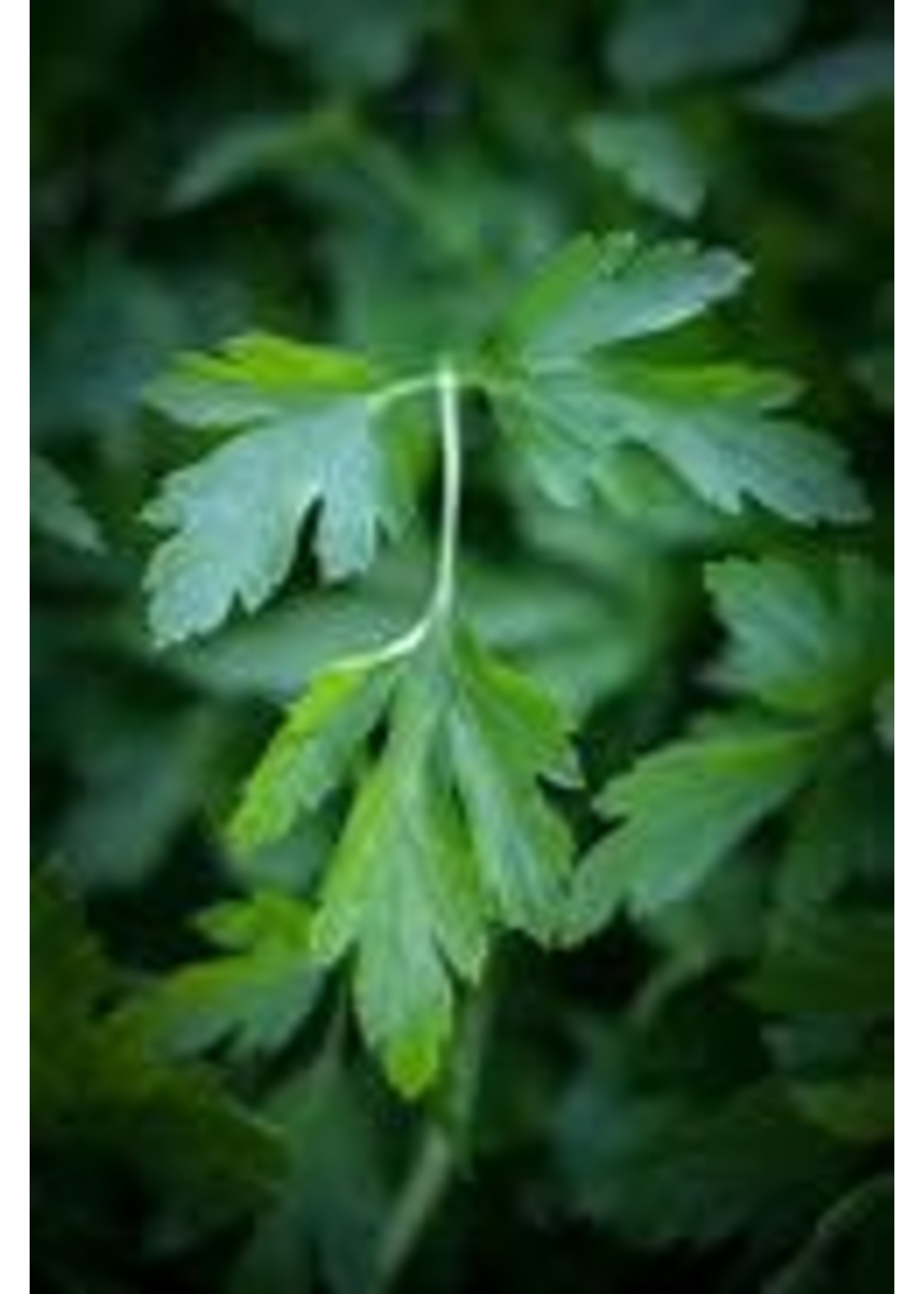 Heirloom Seeds(BIRRI) Parsley – Flat Leaf Italian Giant