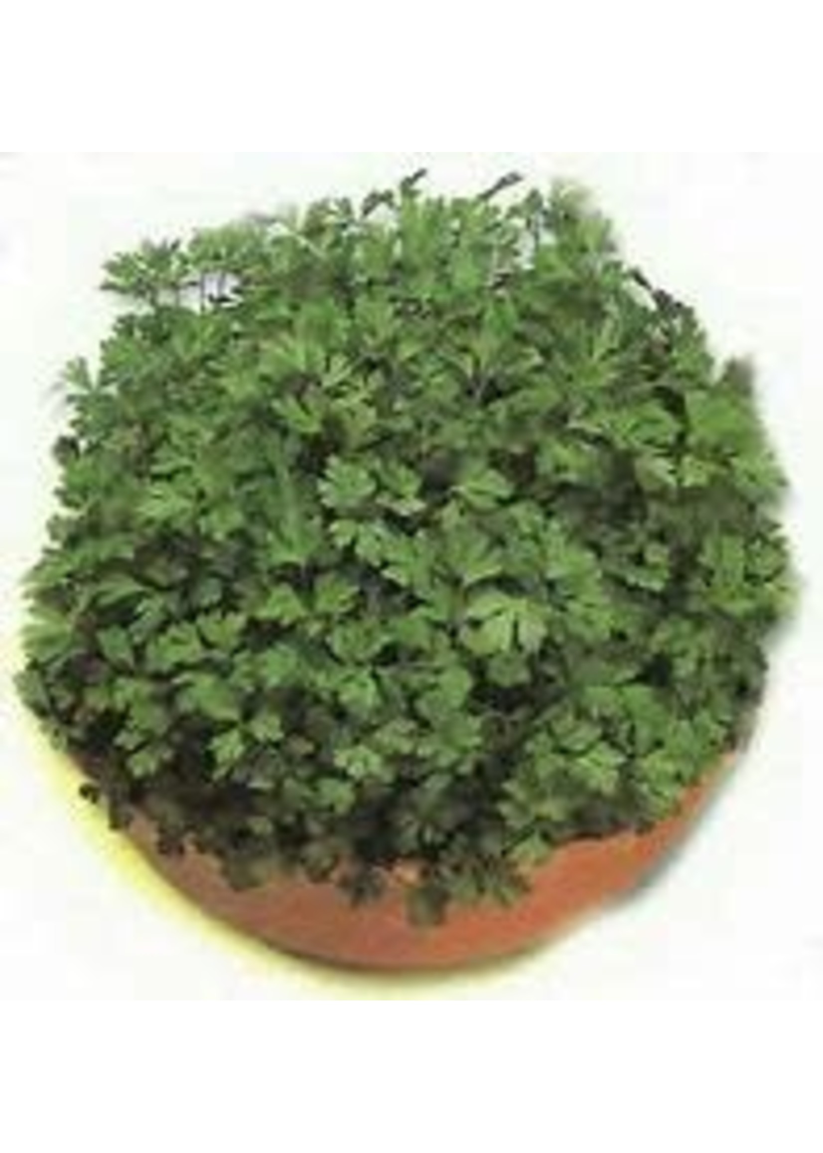 Heirloom Seeds(BIRRI) Parsley – Flat Leaf Italian Giant