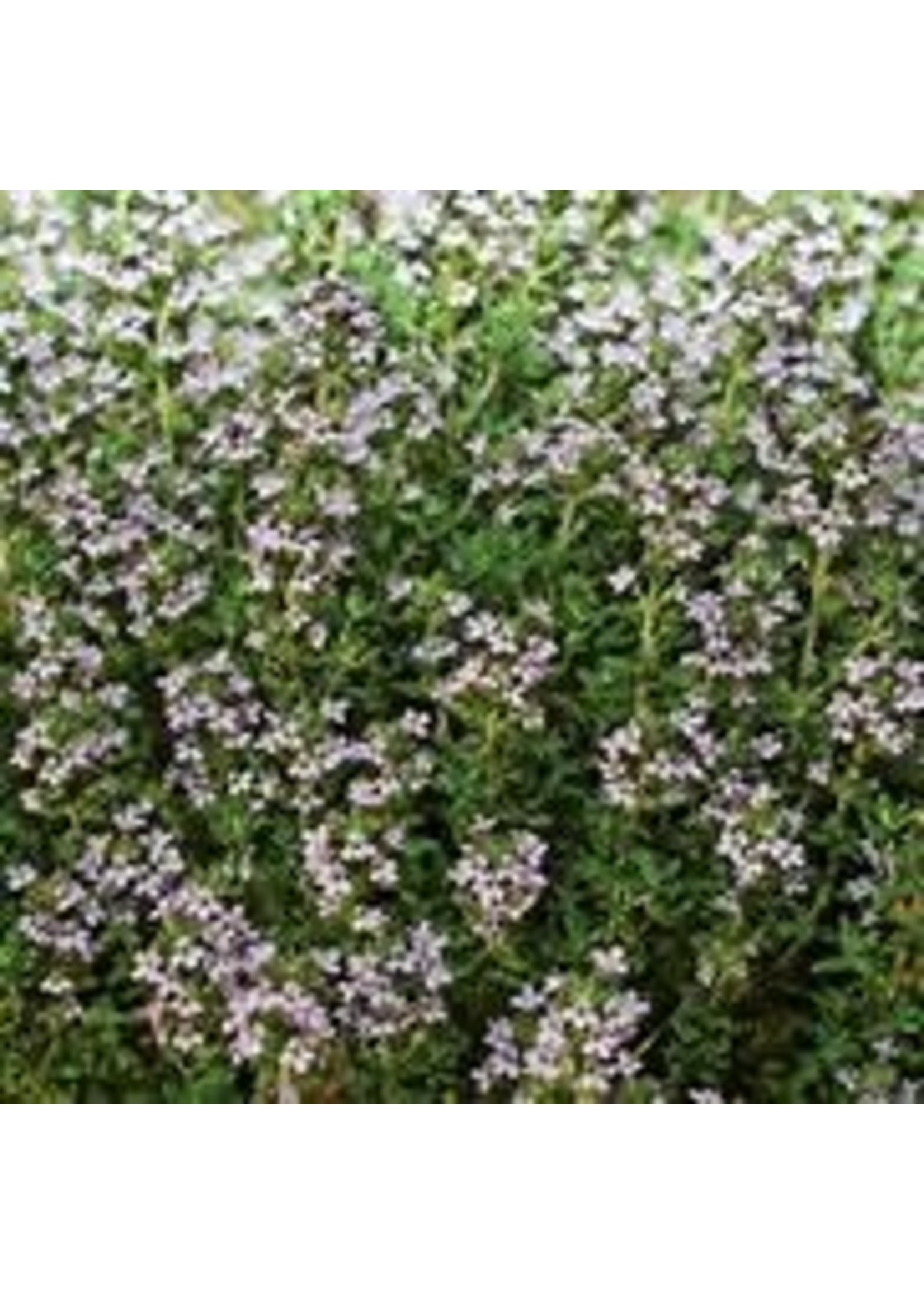 Heirloom Seeds(BIRRI) Thyme – Winter