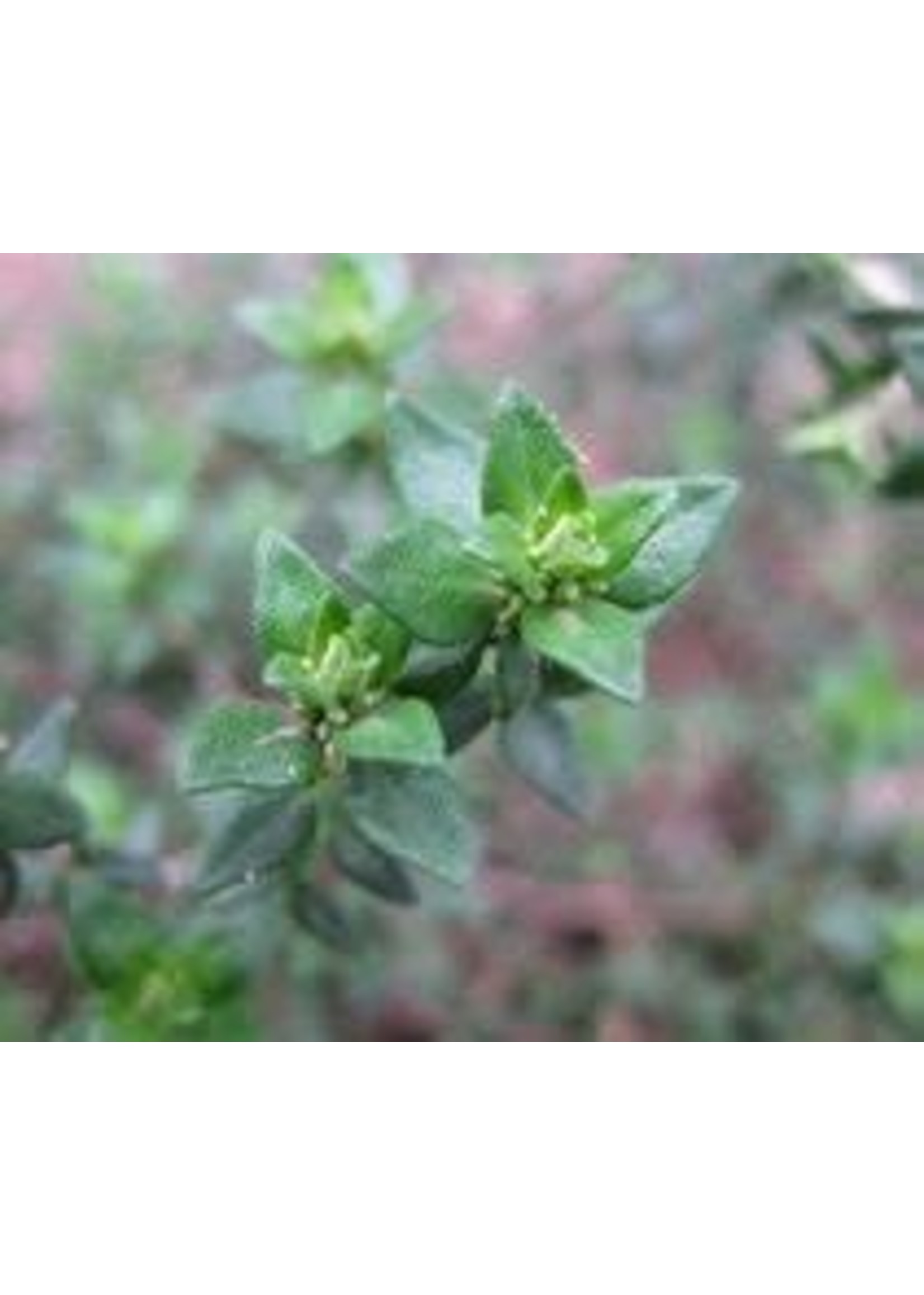 Heirloom Seeds(BIRRI) Thyme – Winter